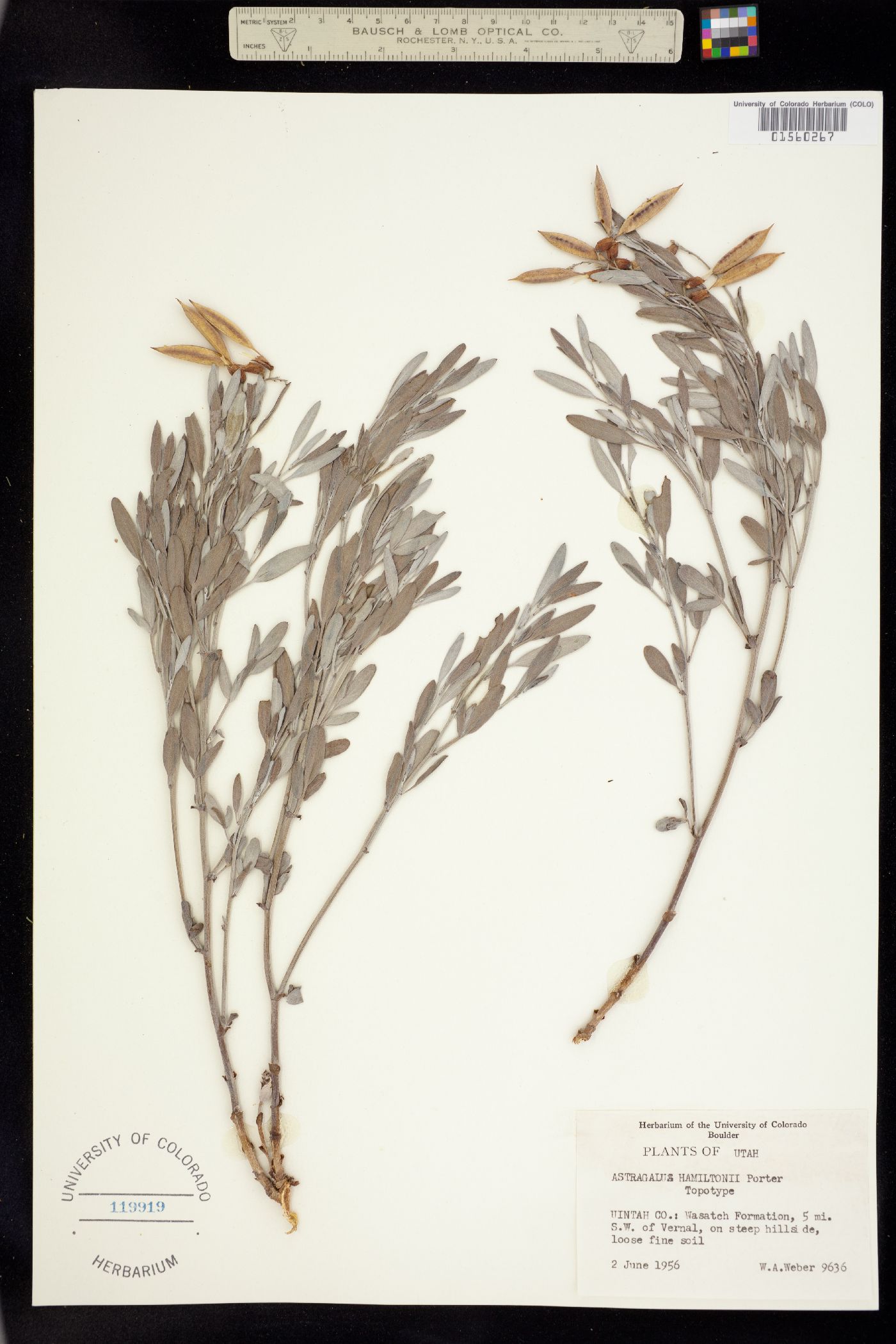 Astragalus hamiltonii image