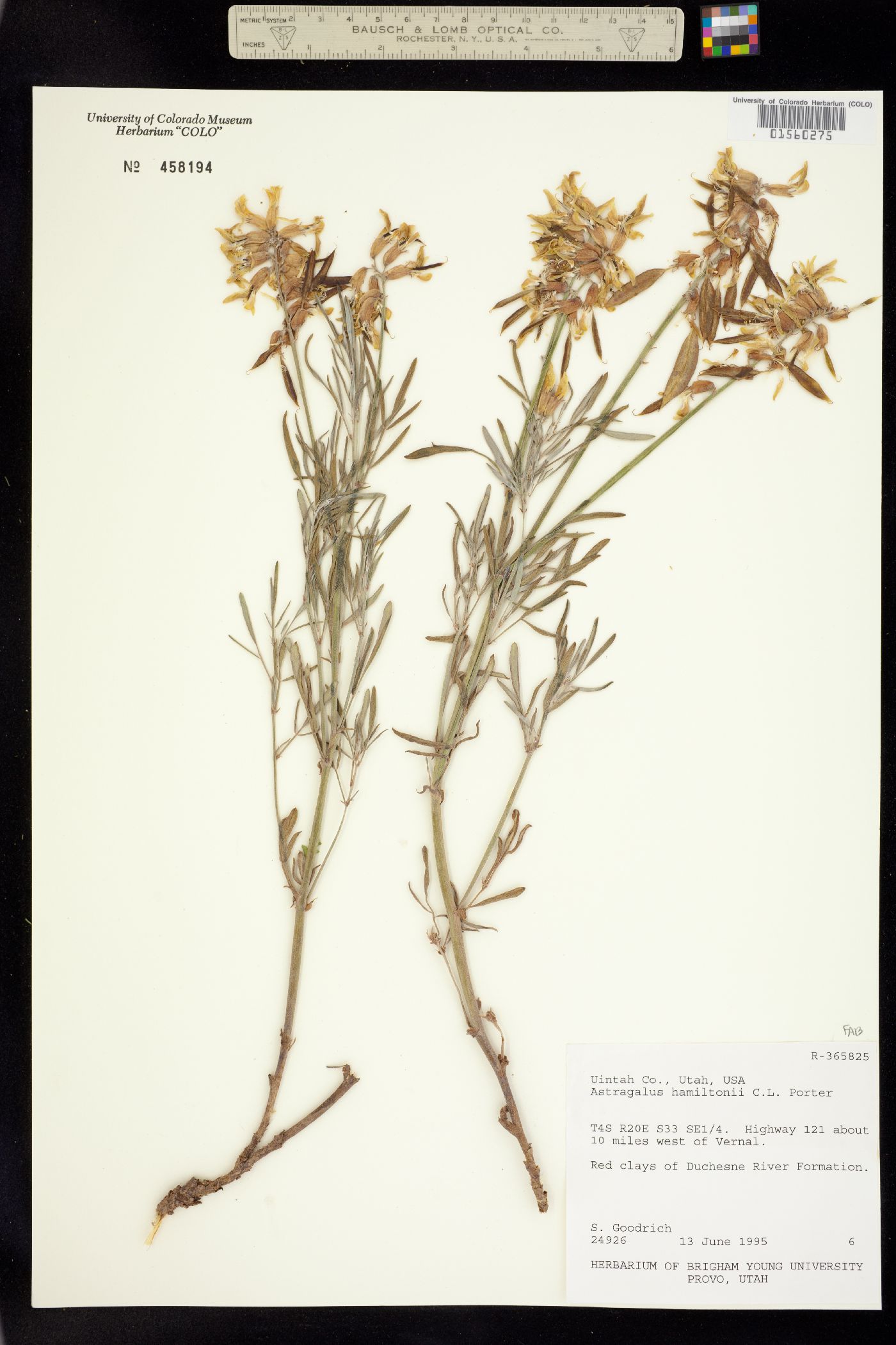 Astragalus hamiltonii image