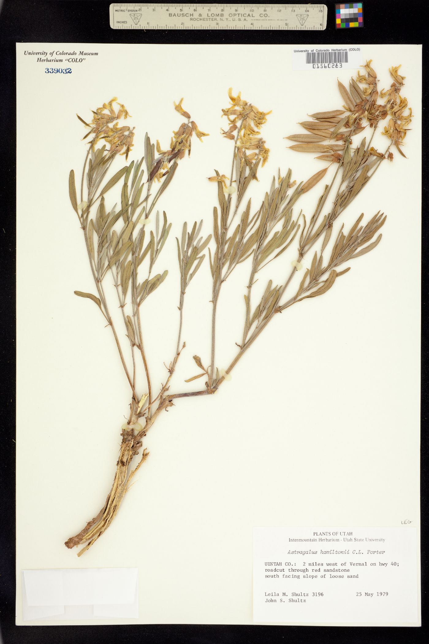 Astragalus hamiltonii image