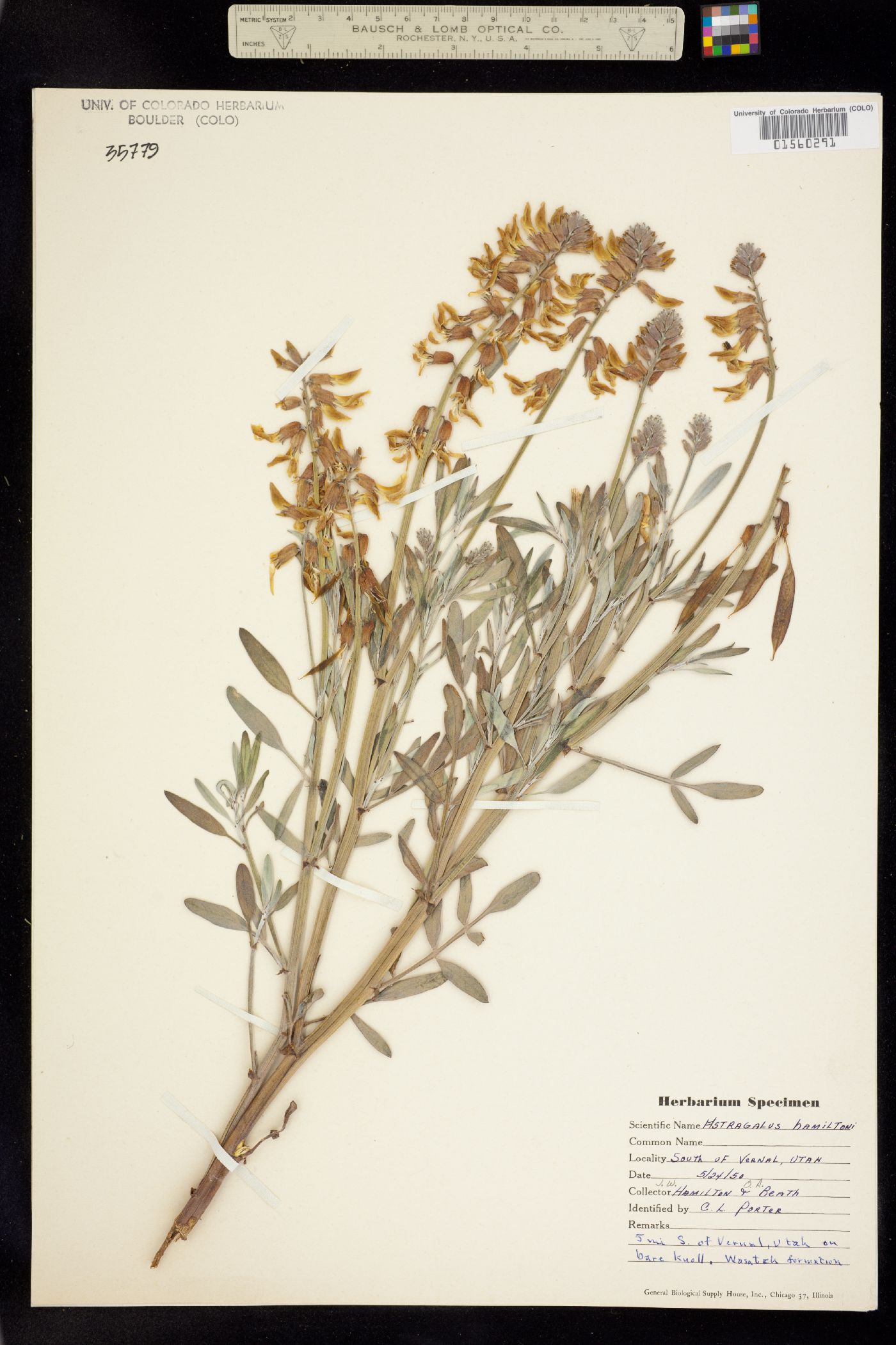 Astragalus hamiltonii image