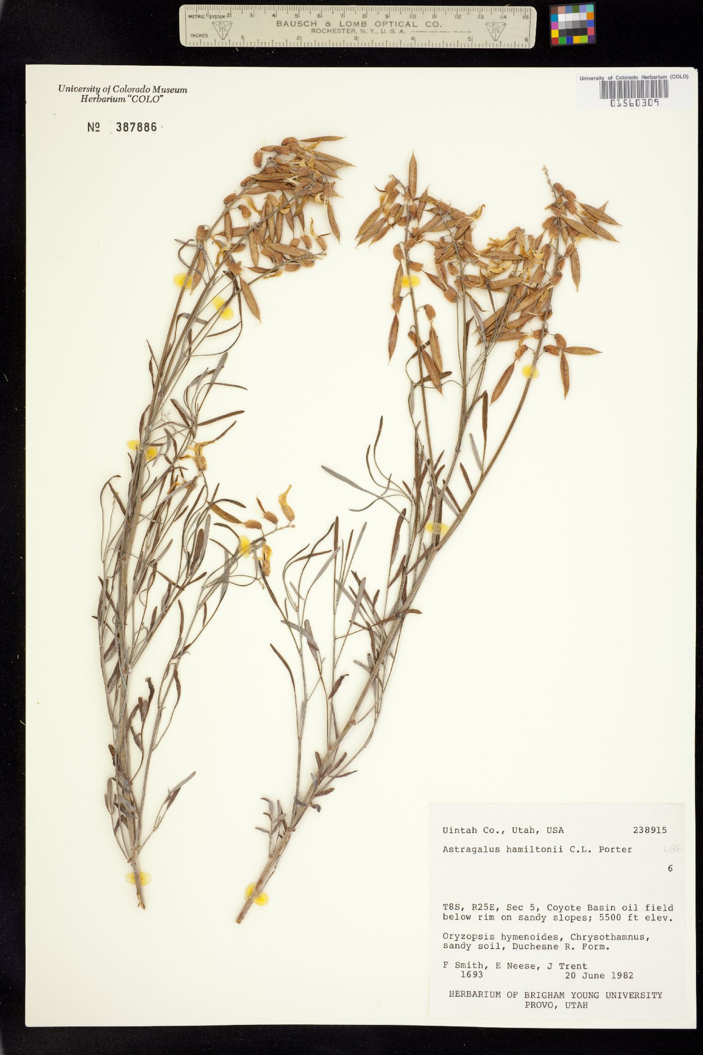 Astragalus hamiltonii image