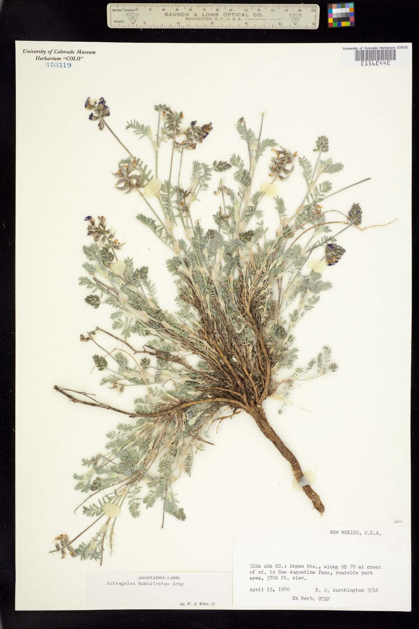 Astragalus humistratus image