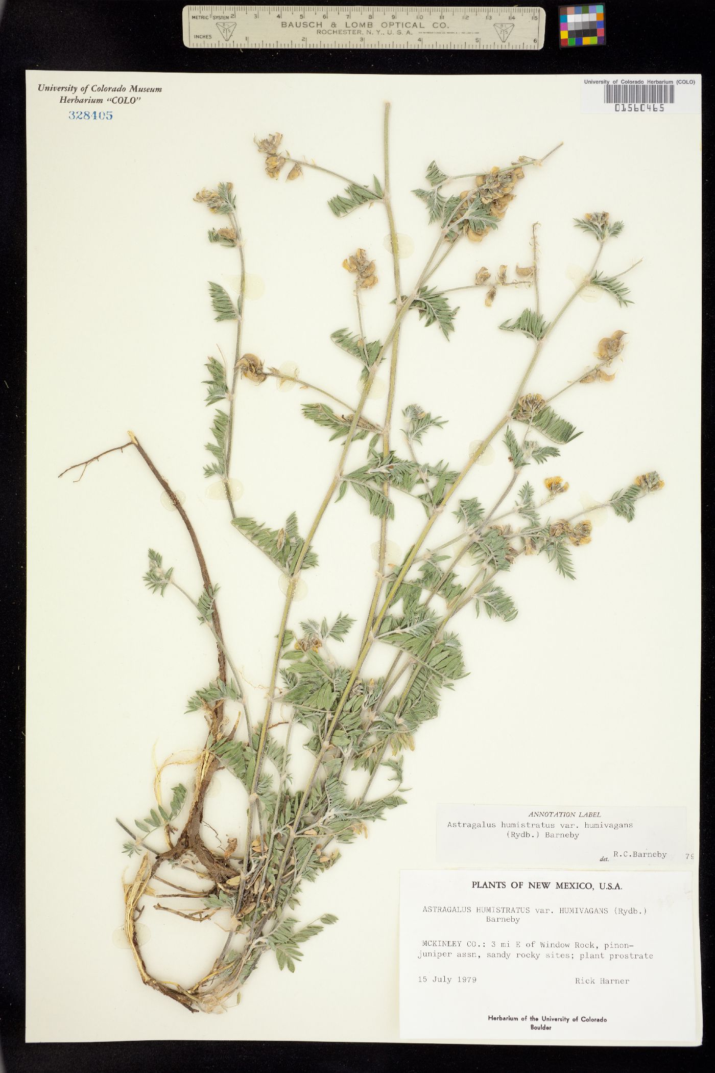 Astragalus humistratus image