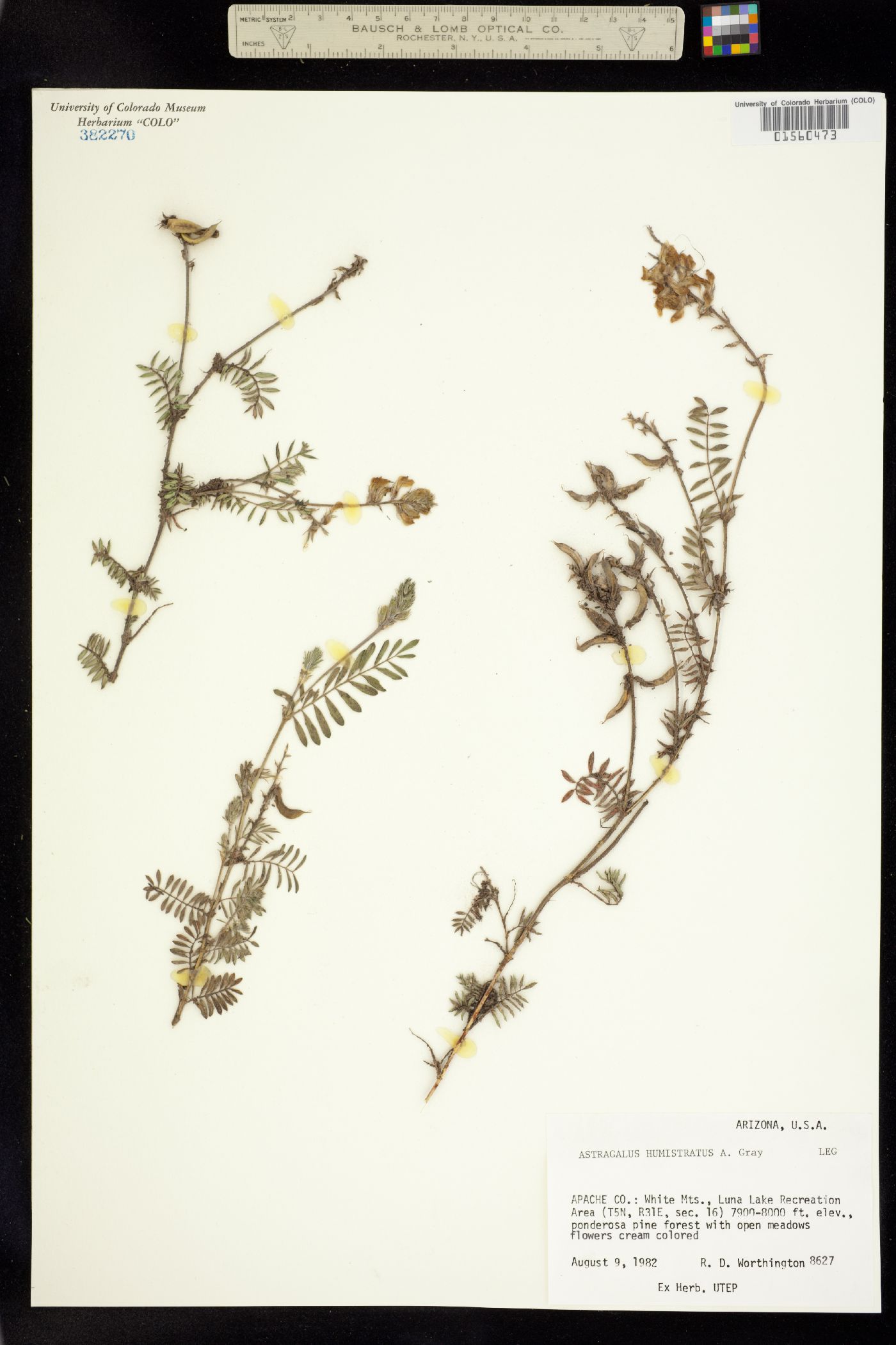 Astragalus humistratus image