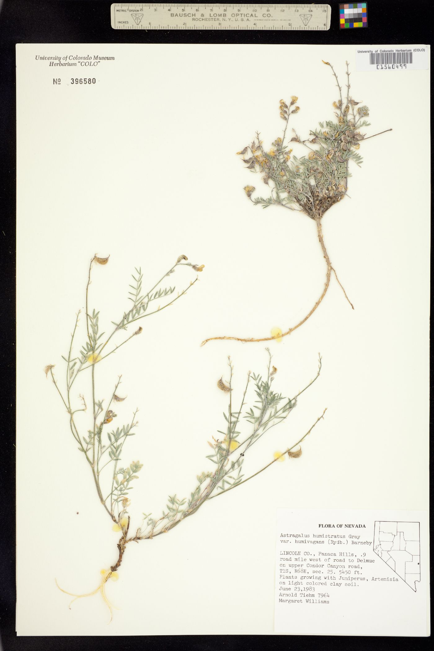 Astragalus humistratus image