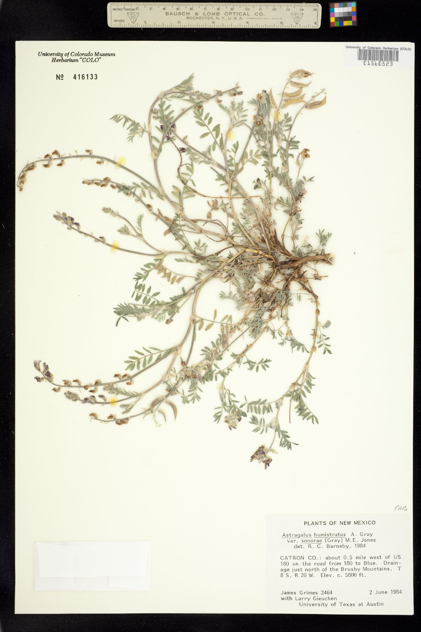 Astragalus humistratus image
