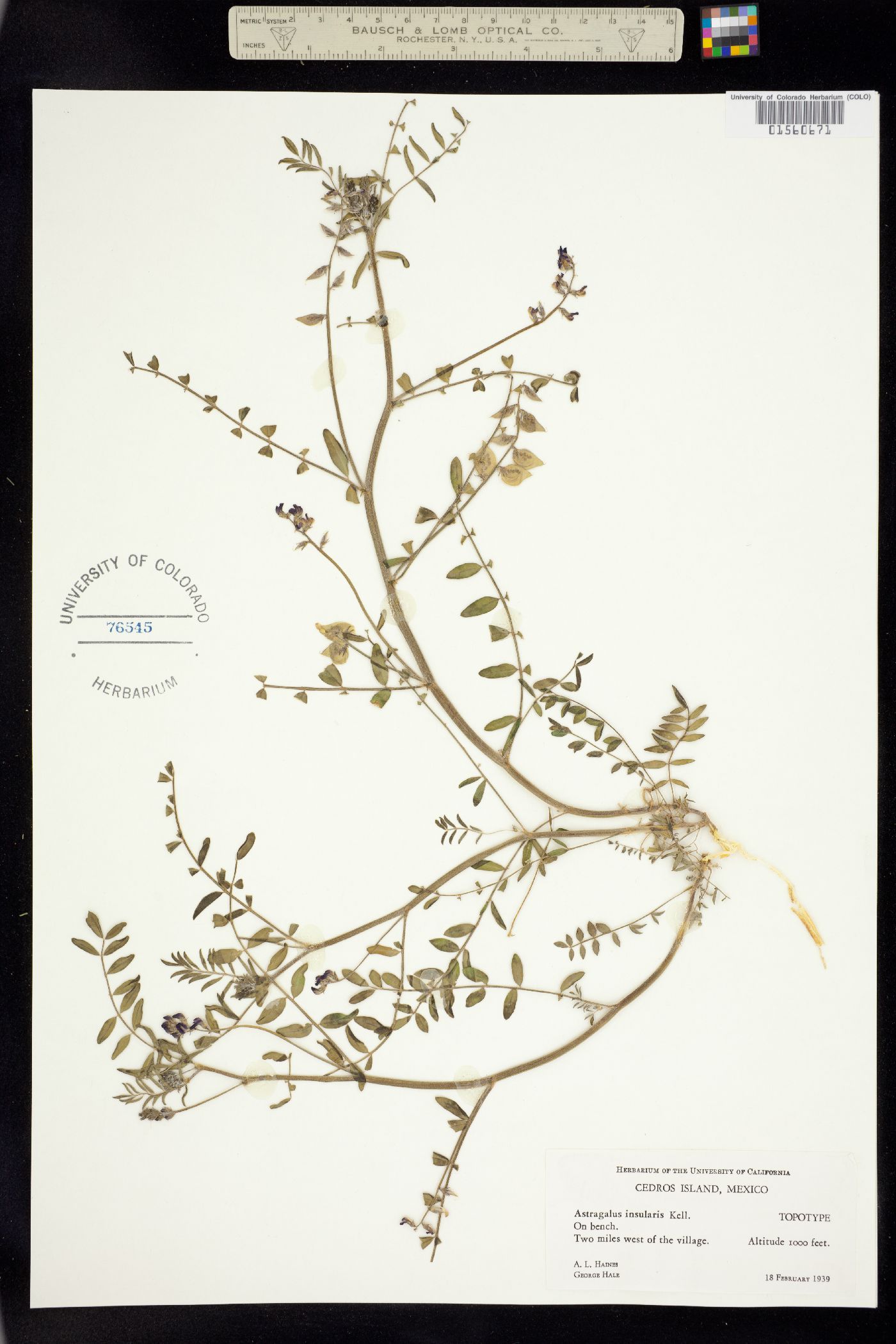 Astragalus insularis image