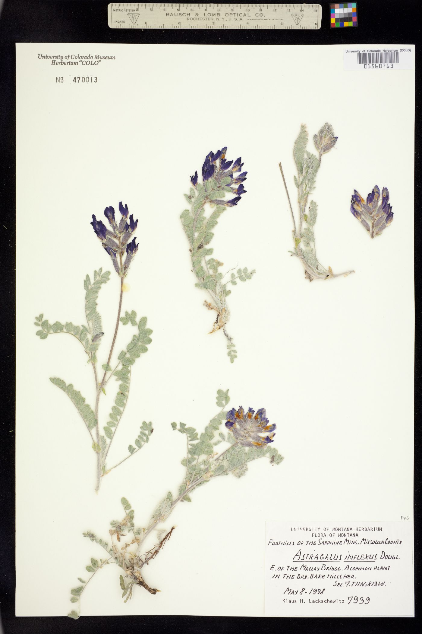 Astragalus inflexus image