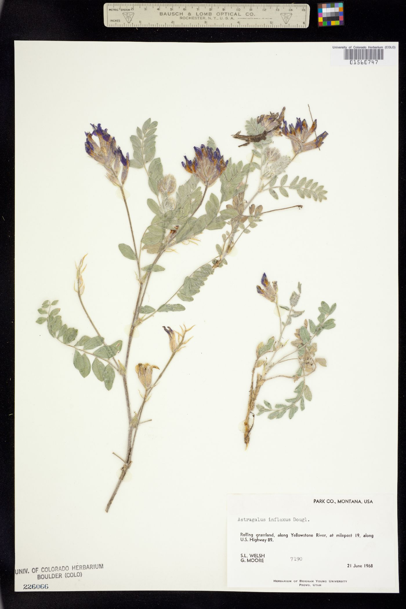 Astragalus inflexus image