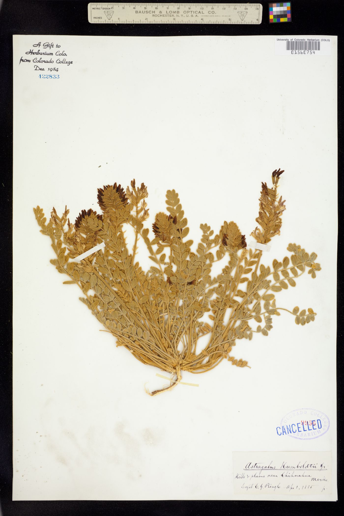 Astragalus humboldtii image