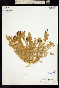 Astragalus humboldtii image