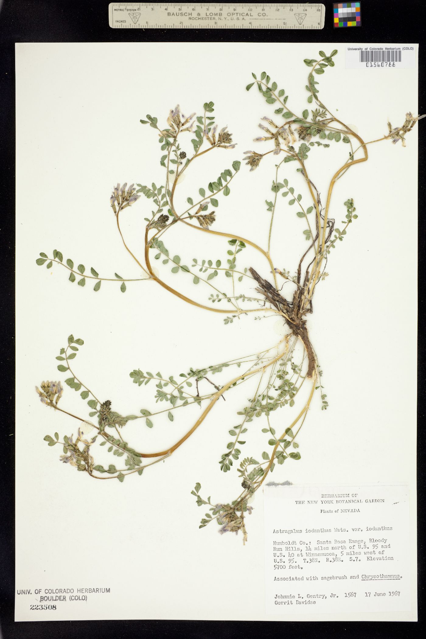 Astragalus iodanthus image