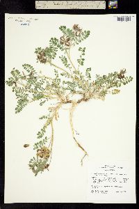 Astragalus iodanthus image