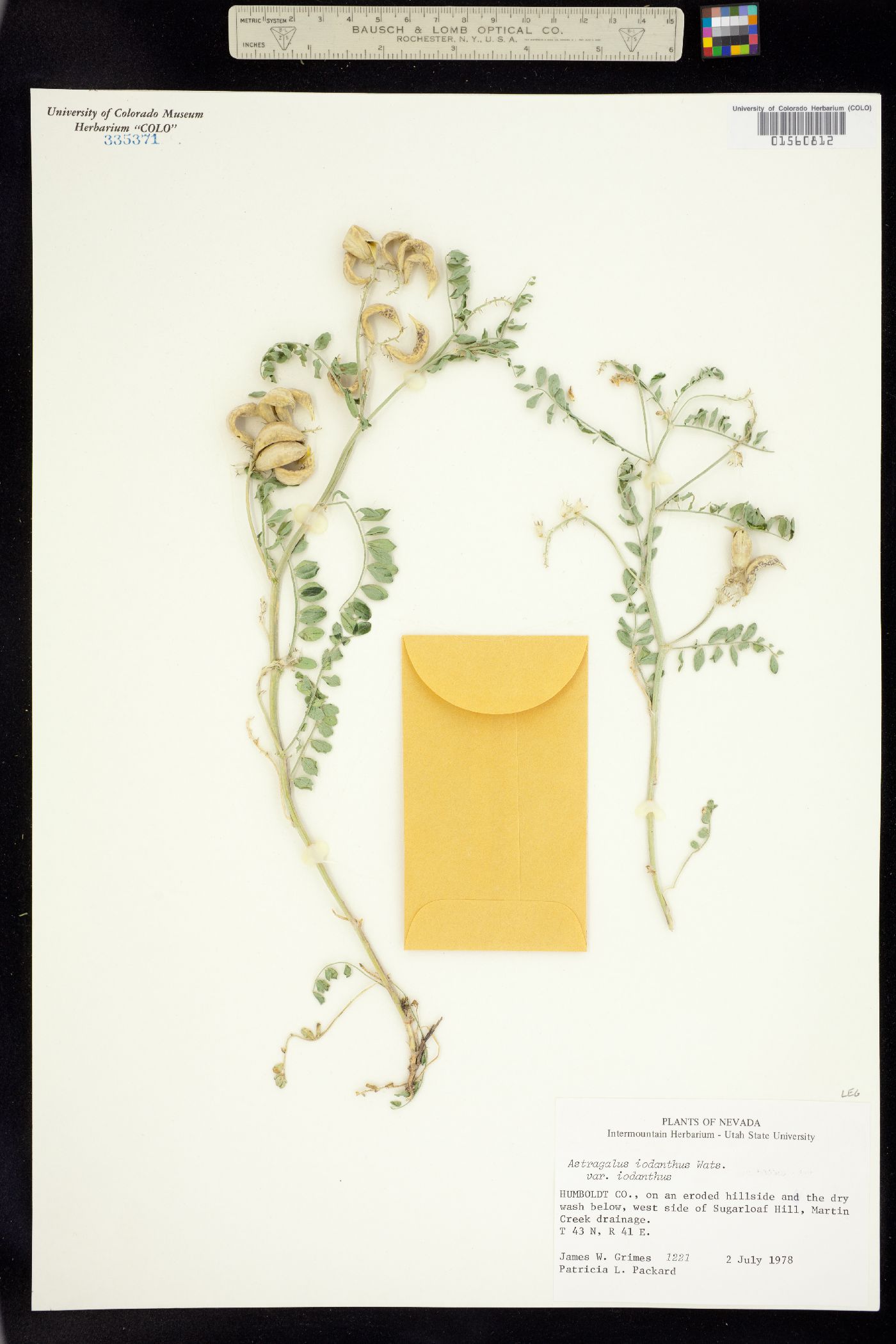 Astragalus iodanthus image