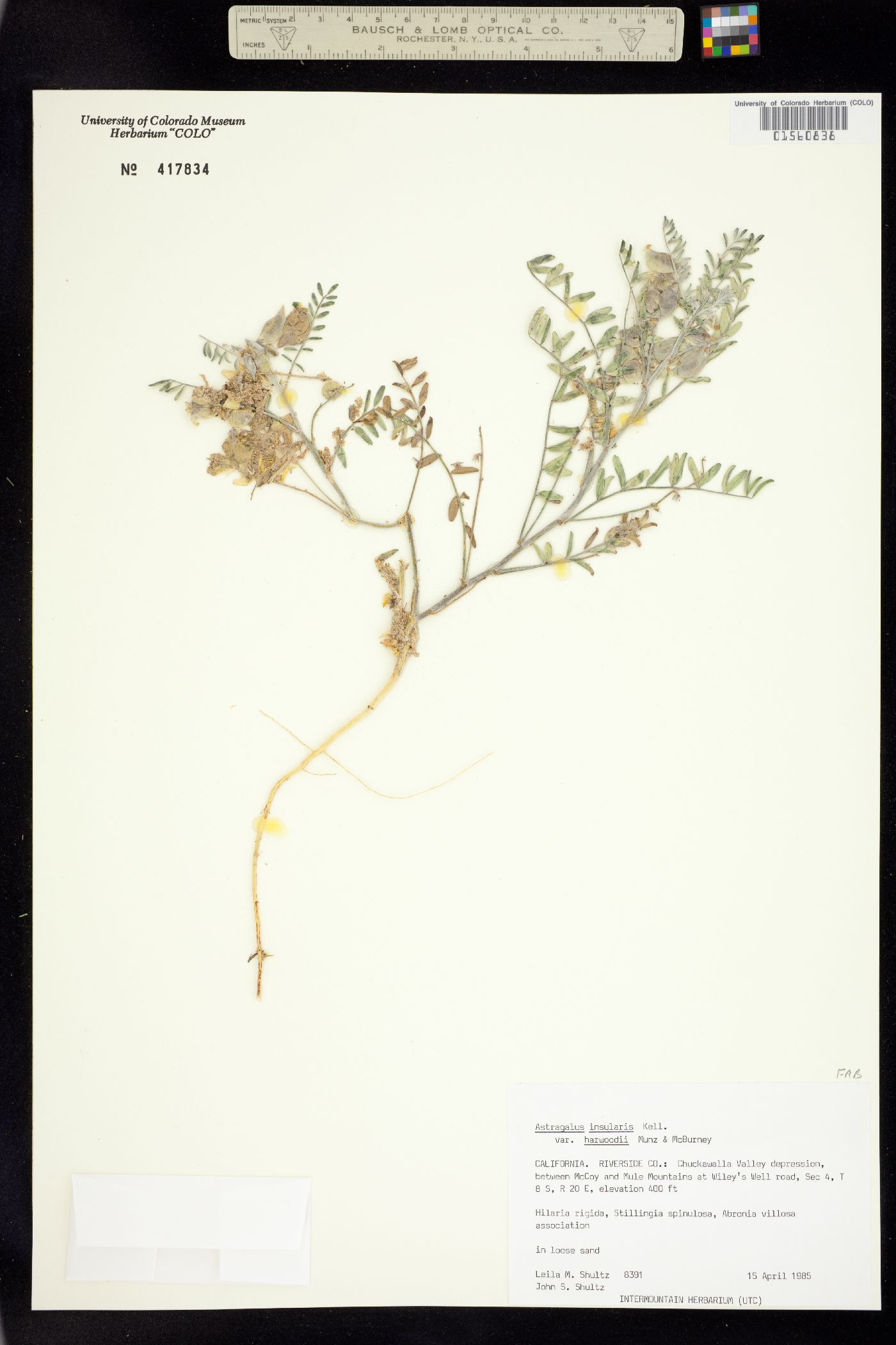 Astragalus insularis image