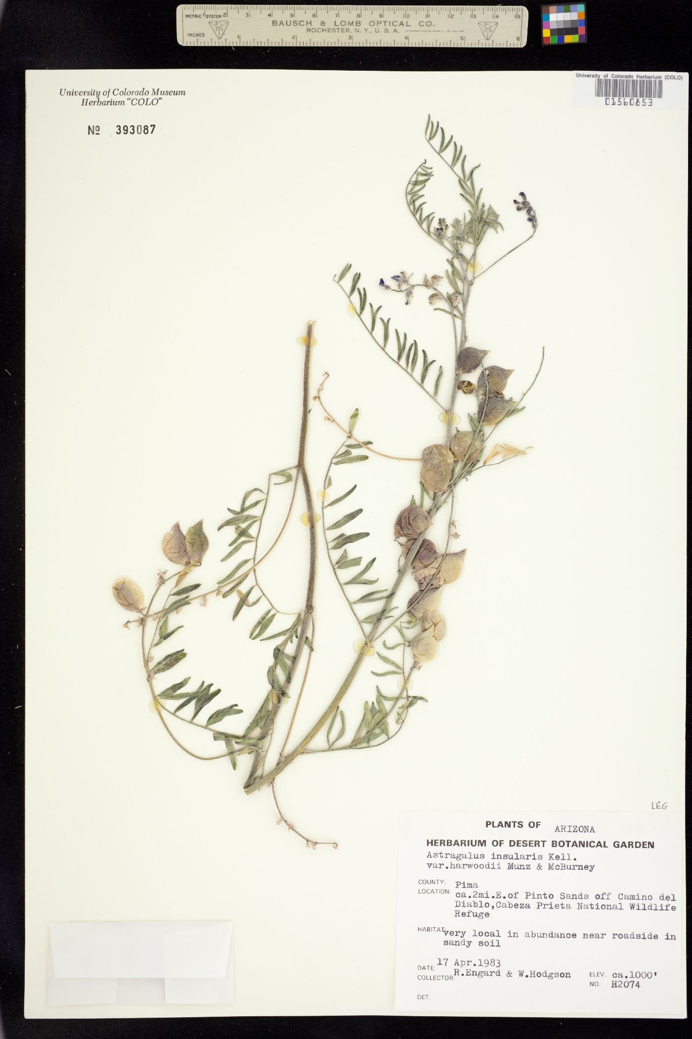 Astragalus insularis image