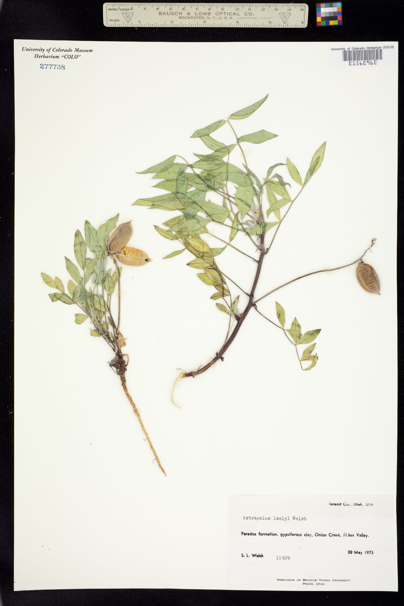 Astragalus iselyi image