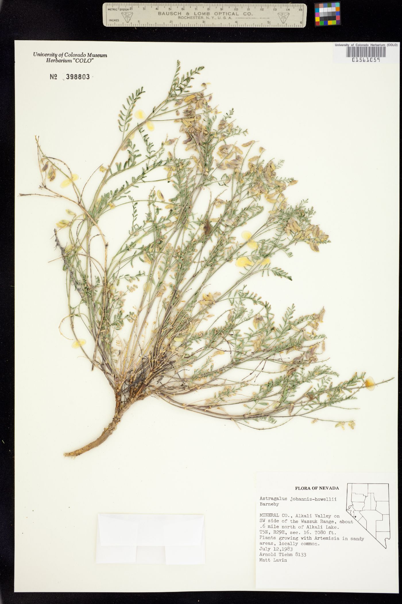 Astragalus johannis-howellii image