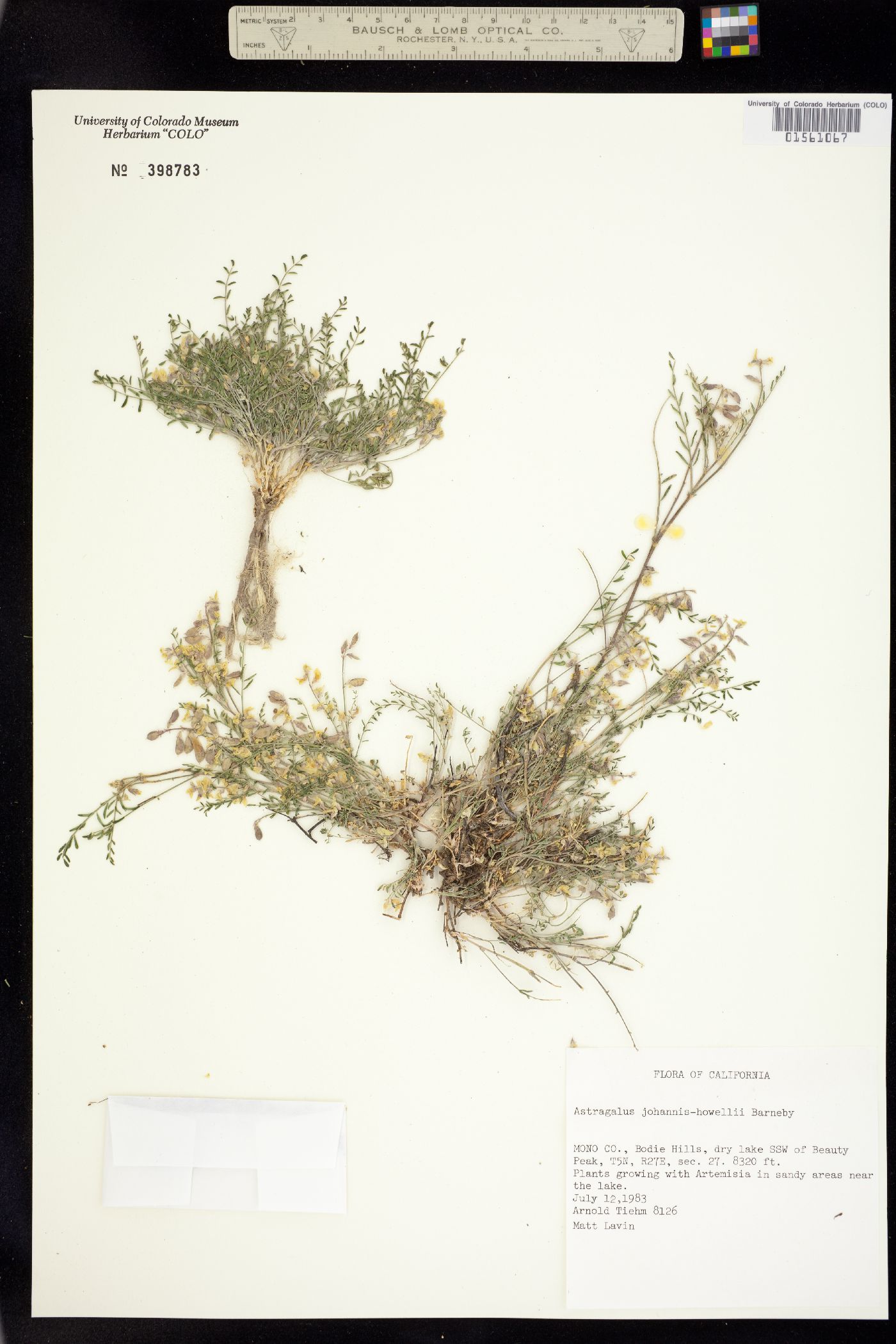 Astragalus johannis-howellii image