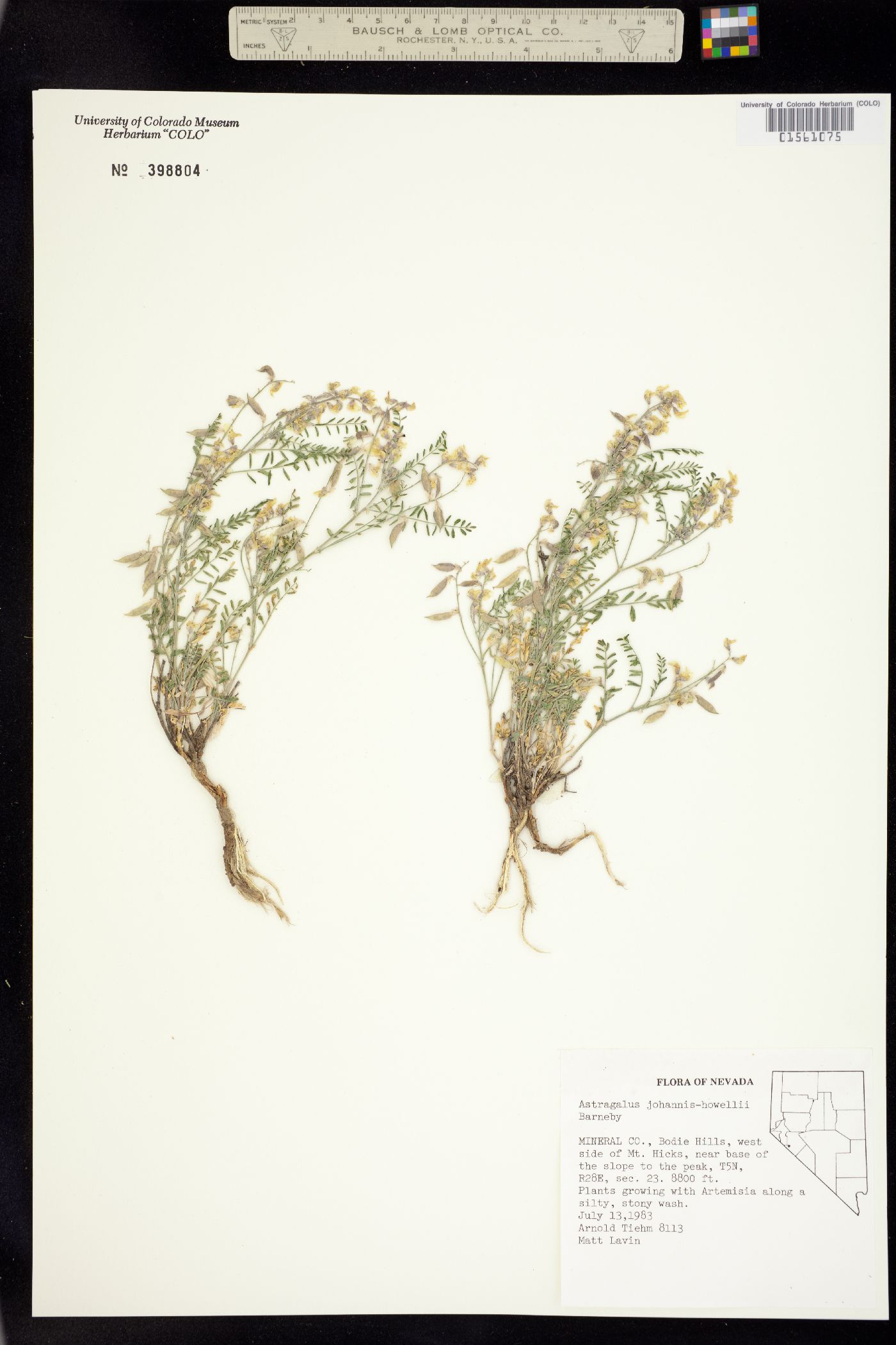 Astragalus johannis-howellii image
