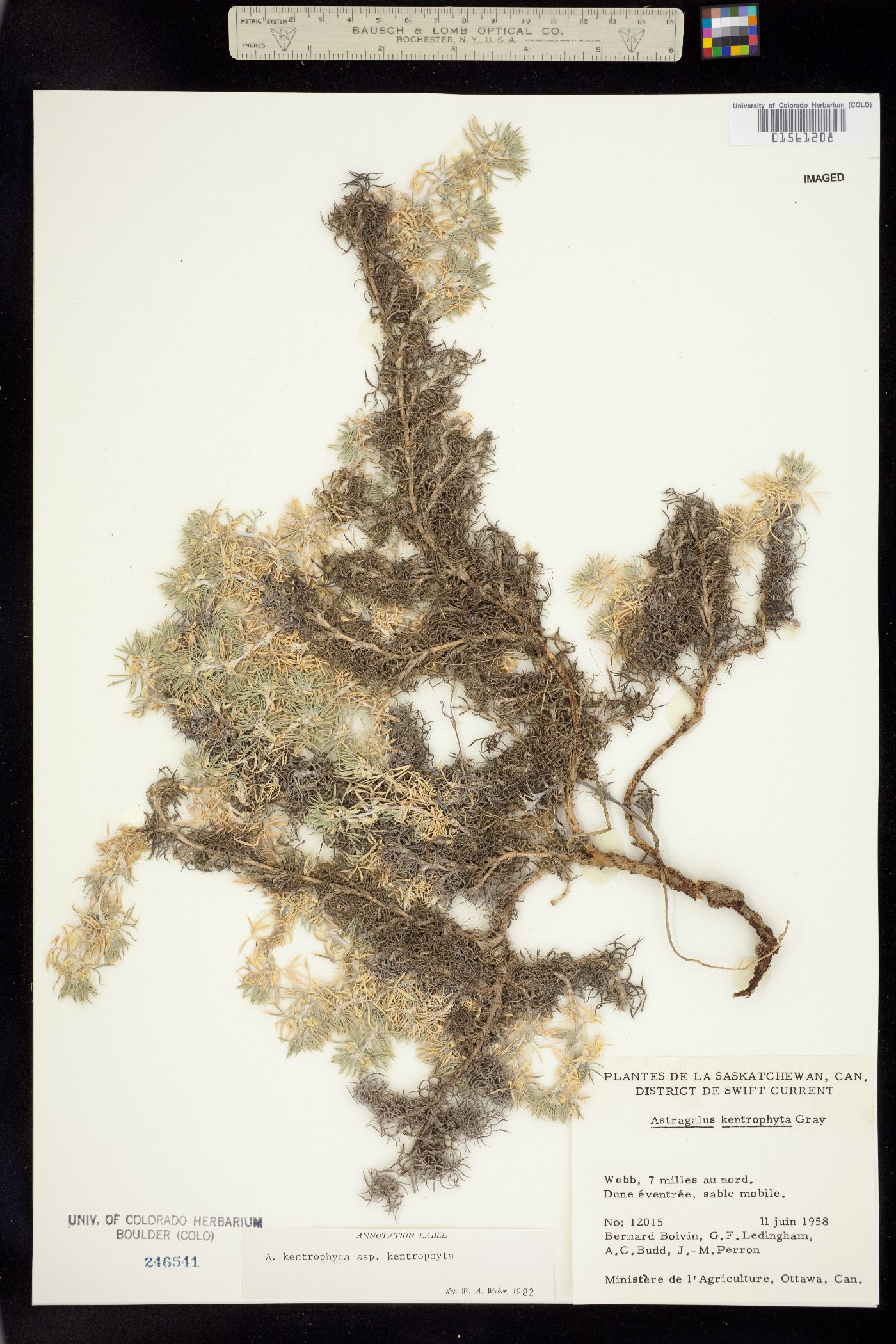 Astragalus kentrophyta var. kentrophyta image
