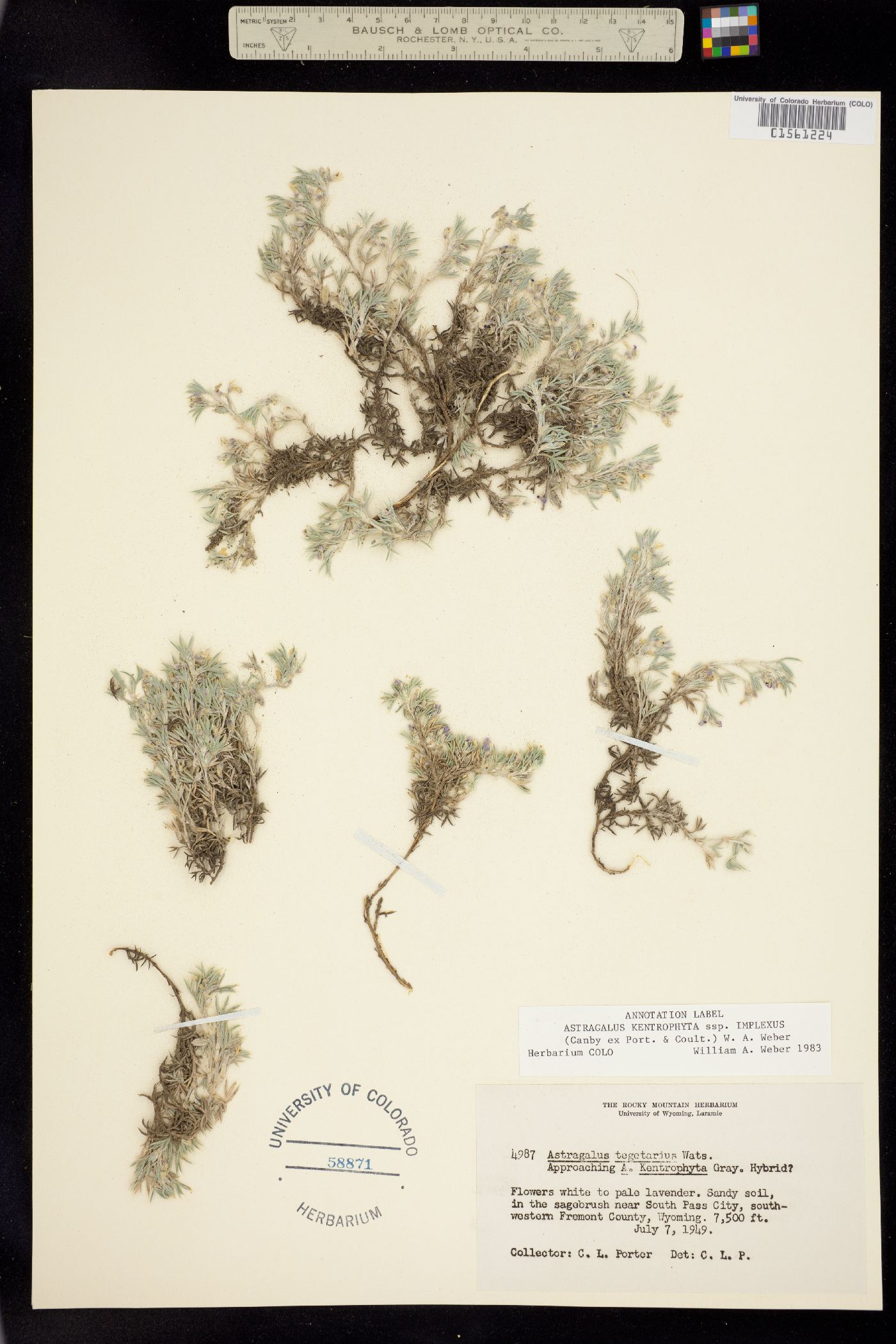 Astragalus kentrophyta image