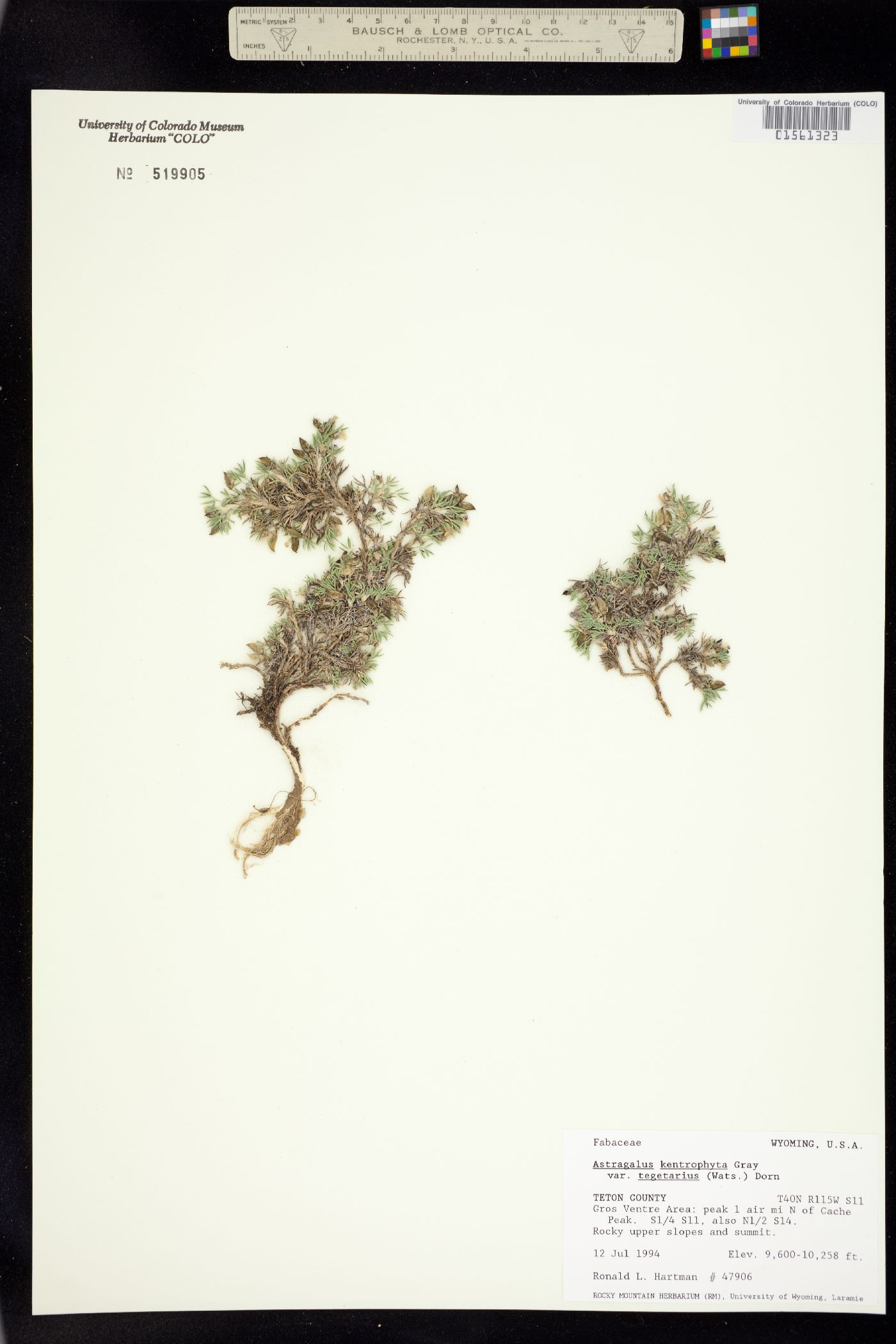 Astragalus kentrophyta image
