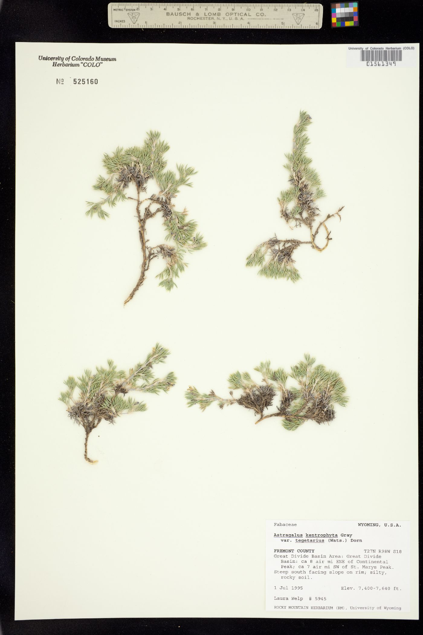 Astragalus kentrophyta var. tegetarius image