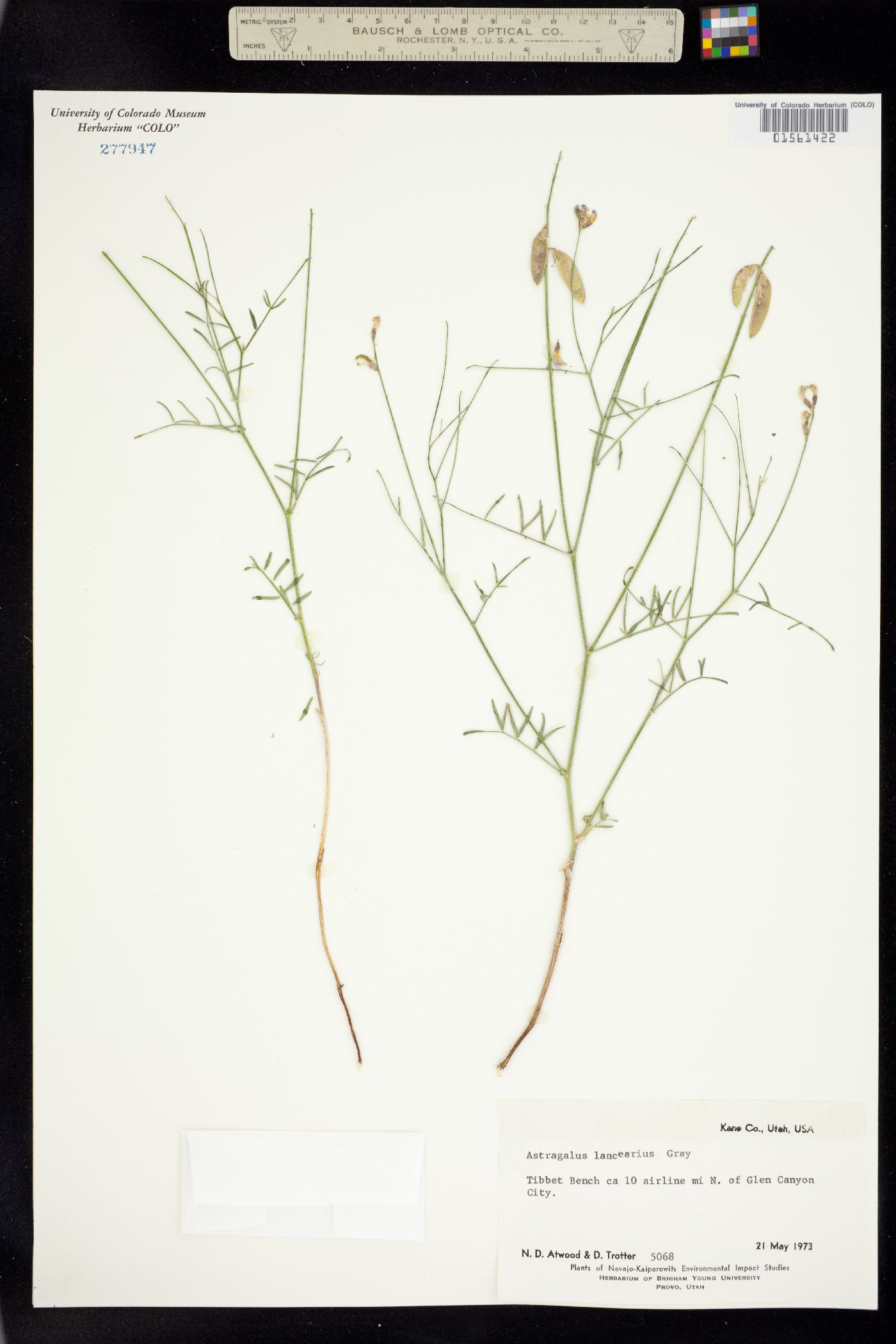 Astragalus lancearius image