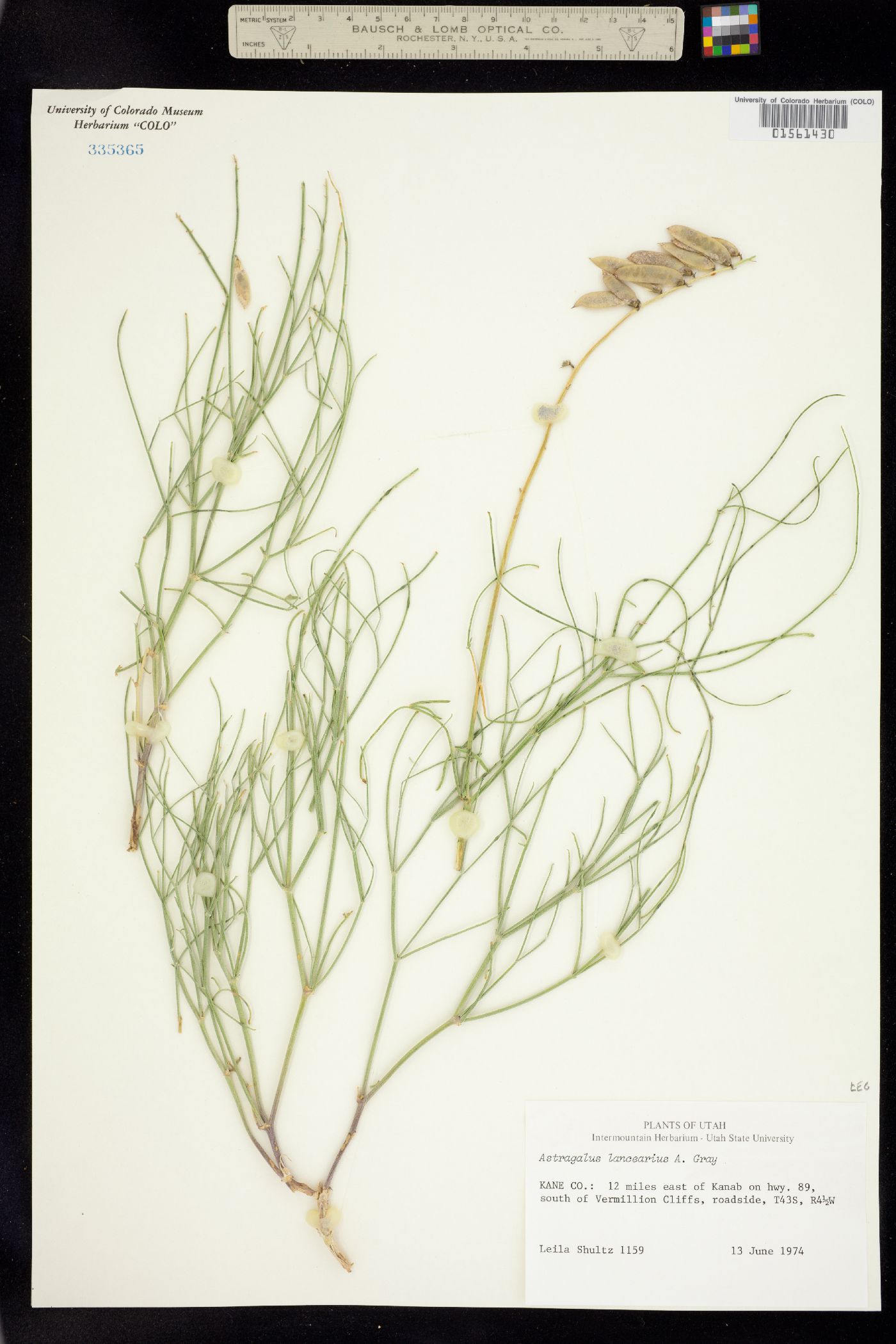 Astragalus lancearius image