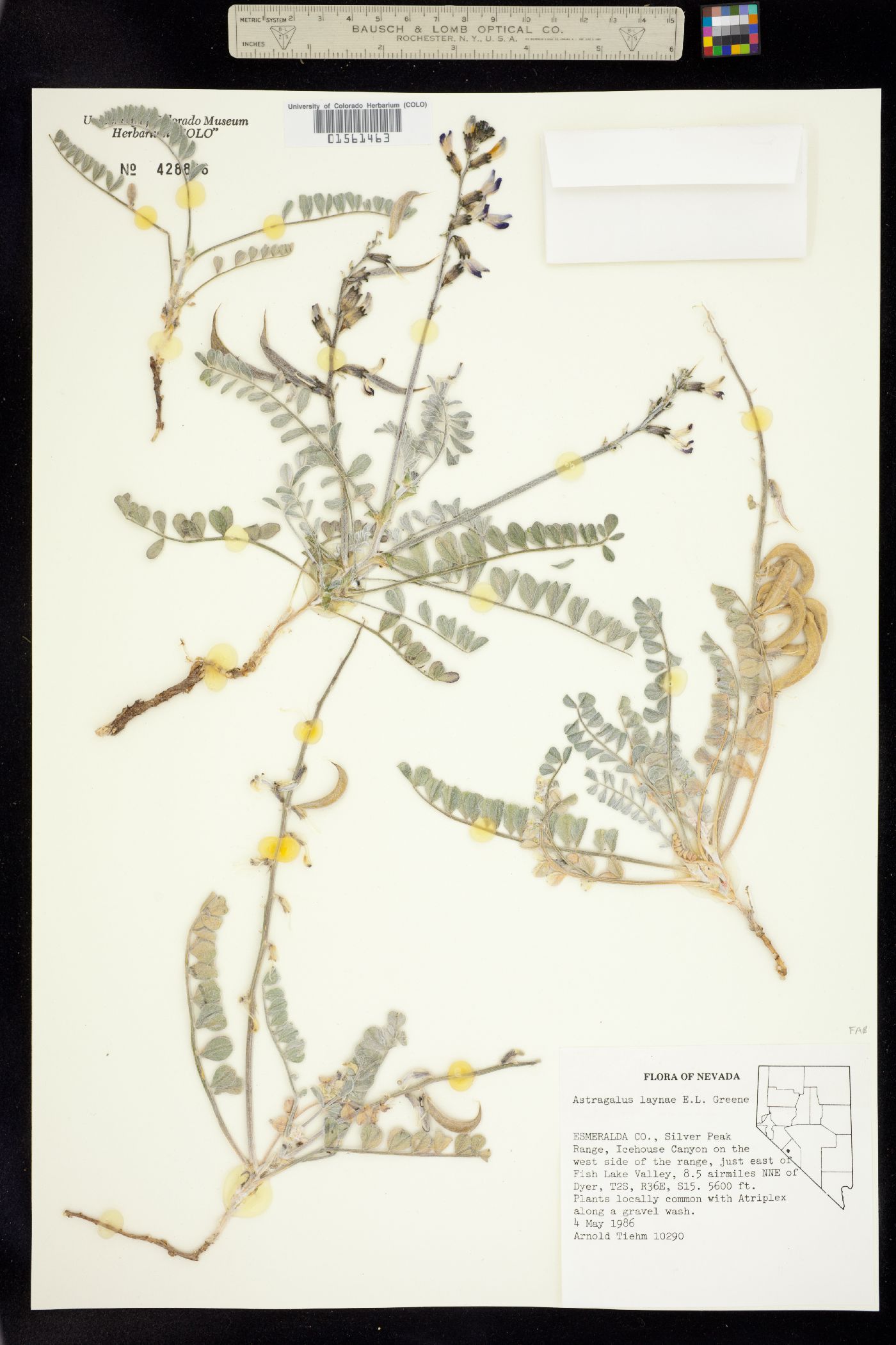 Astragalus layneae image