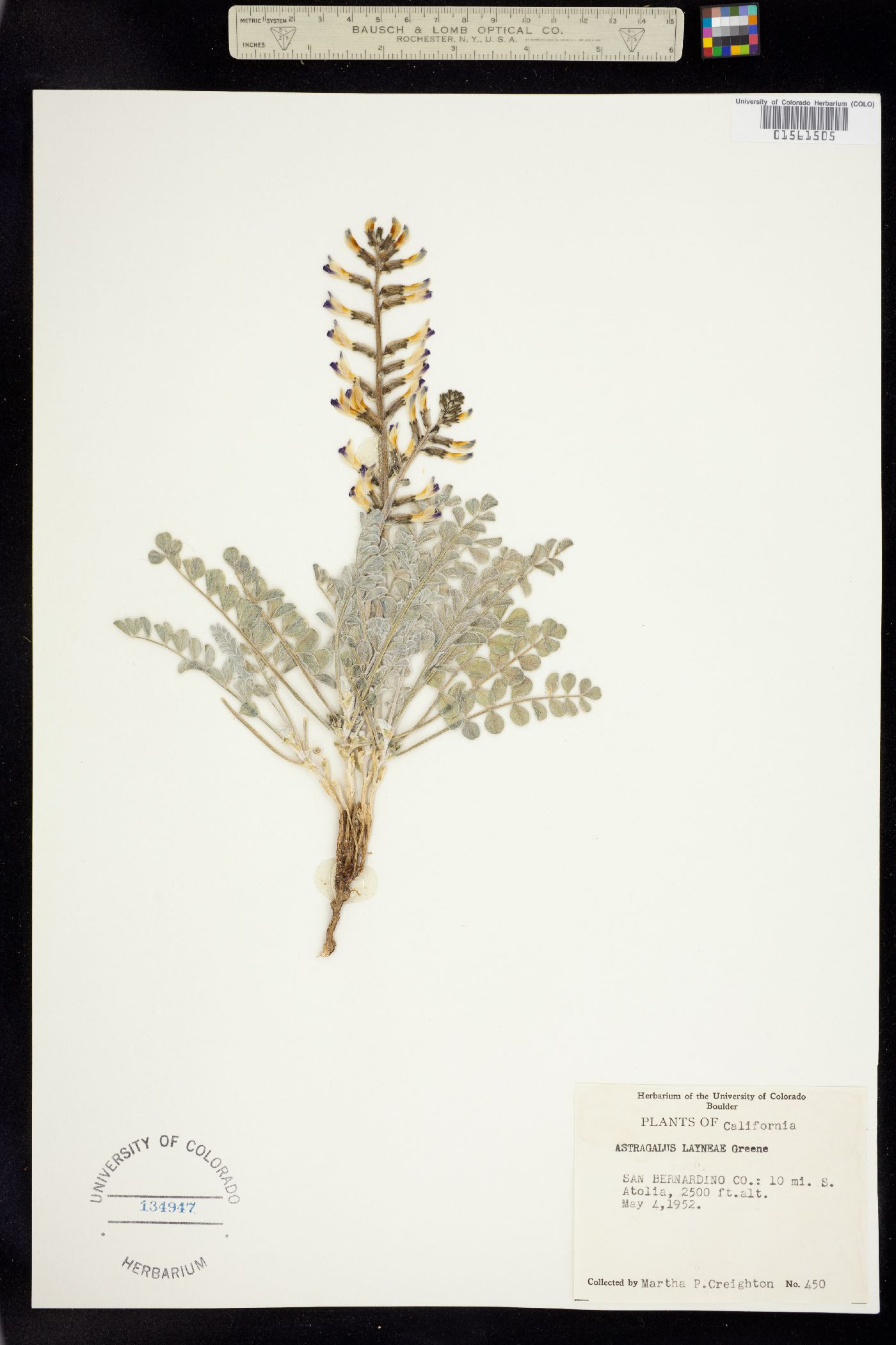 Astragalus layneae image