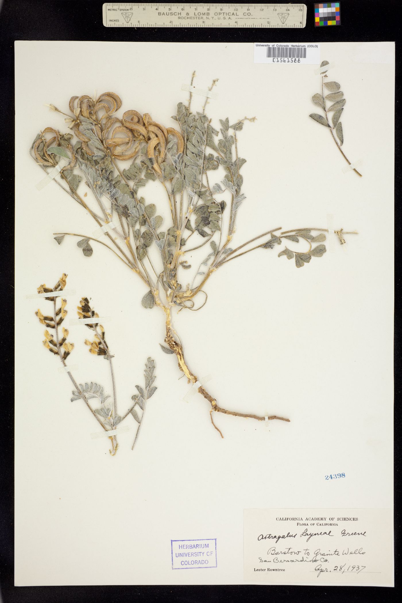 Astragalus layneae image