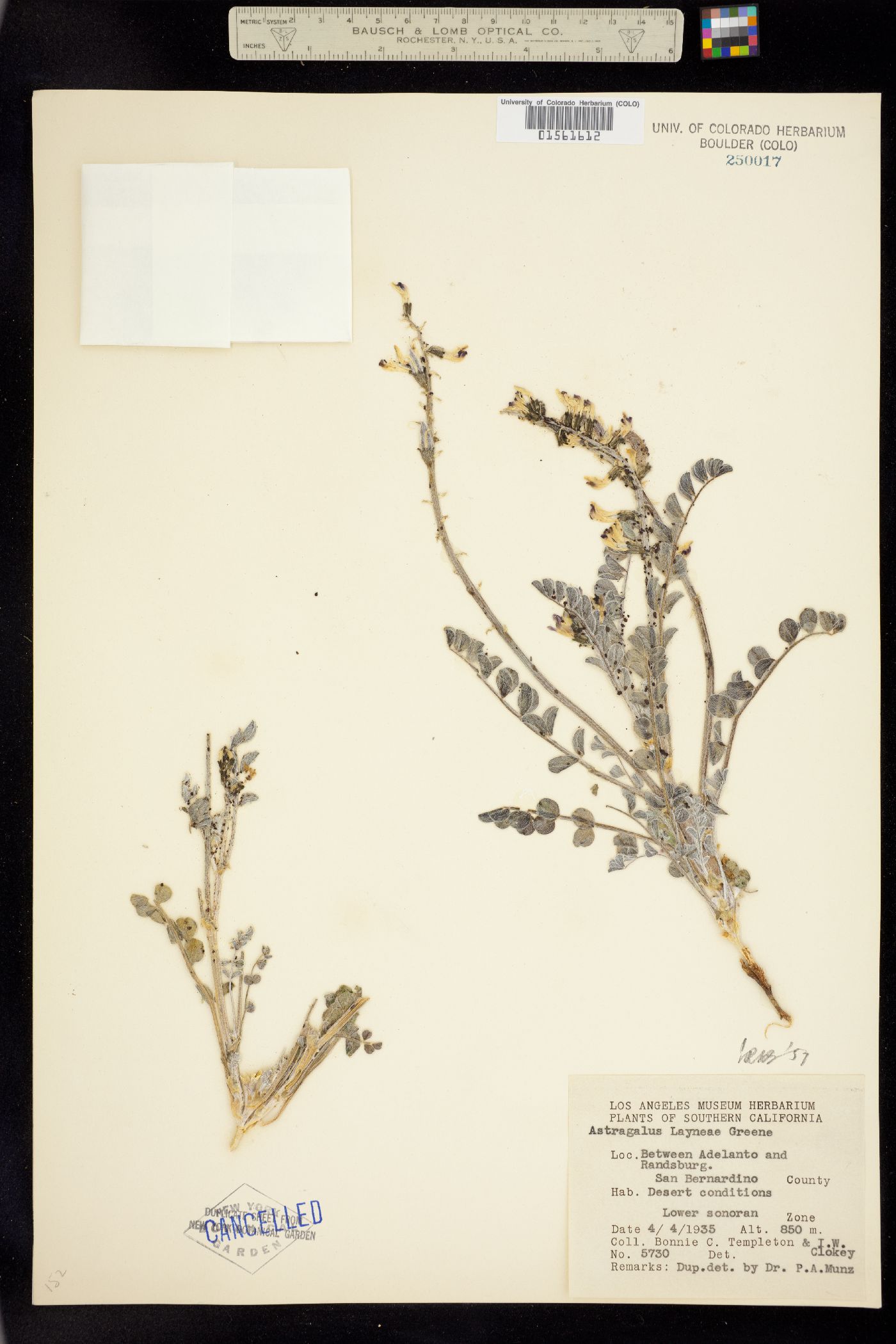 Astragalus layneae image