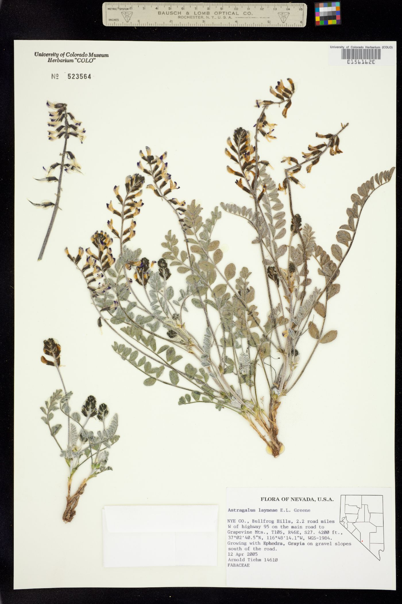 Astragalus layneae image