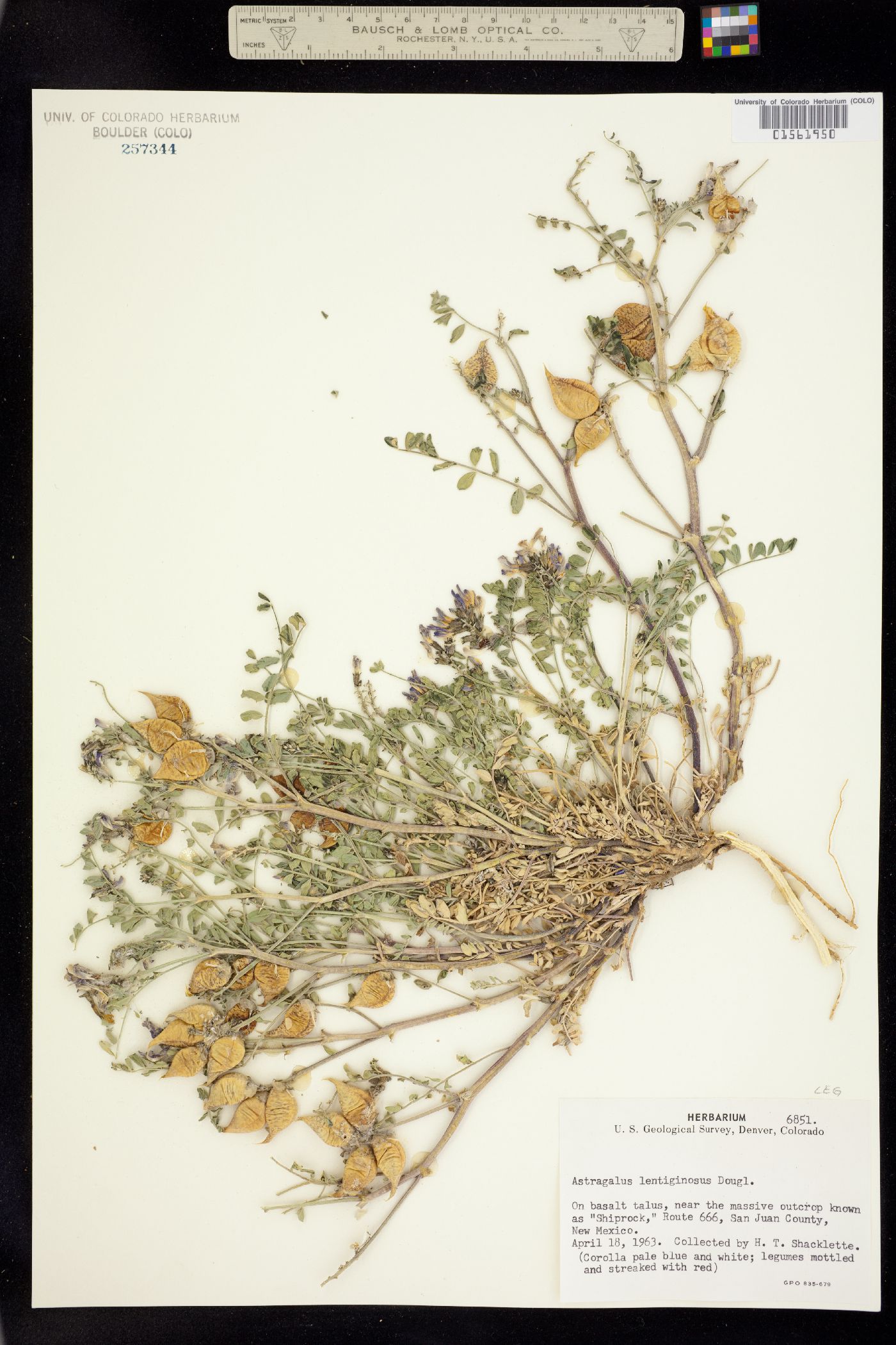 Astragalus lentiginosus image