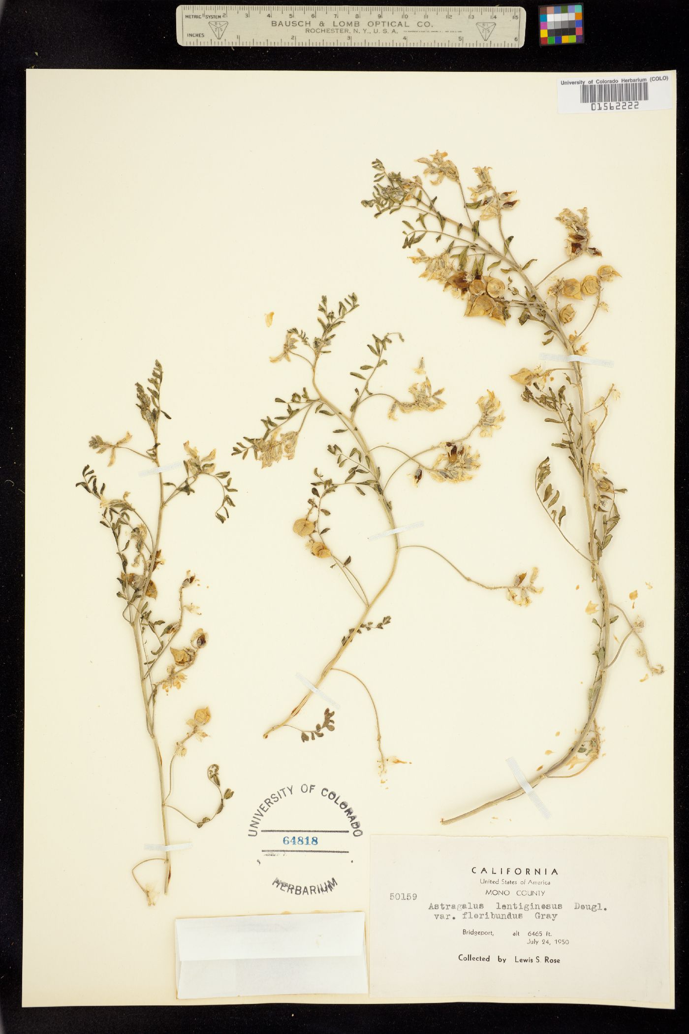 Astragalus lentiginosus image