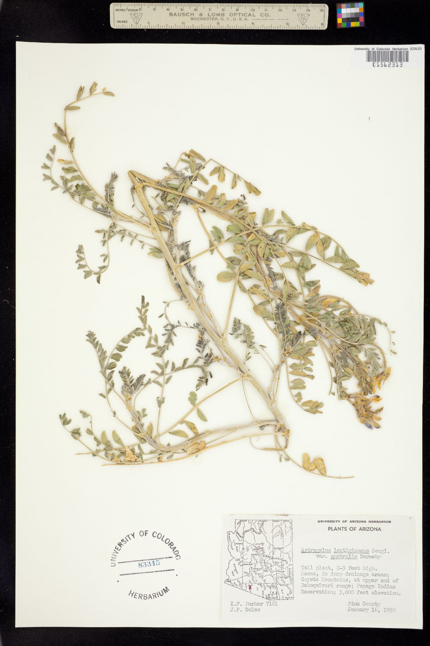 Astragalus lentiginosus image