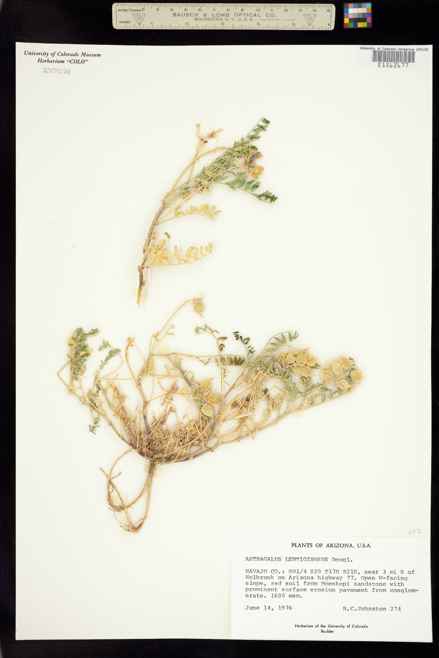 Astragalus lentiginosus image