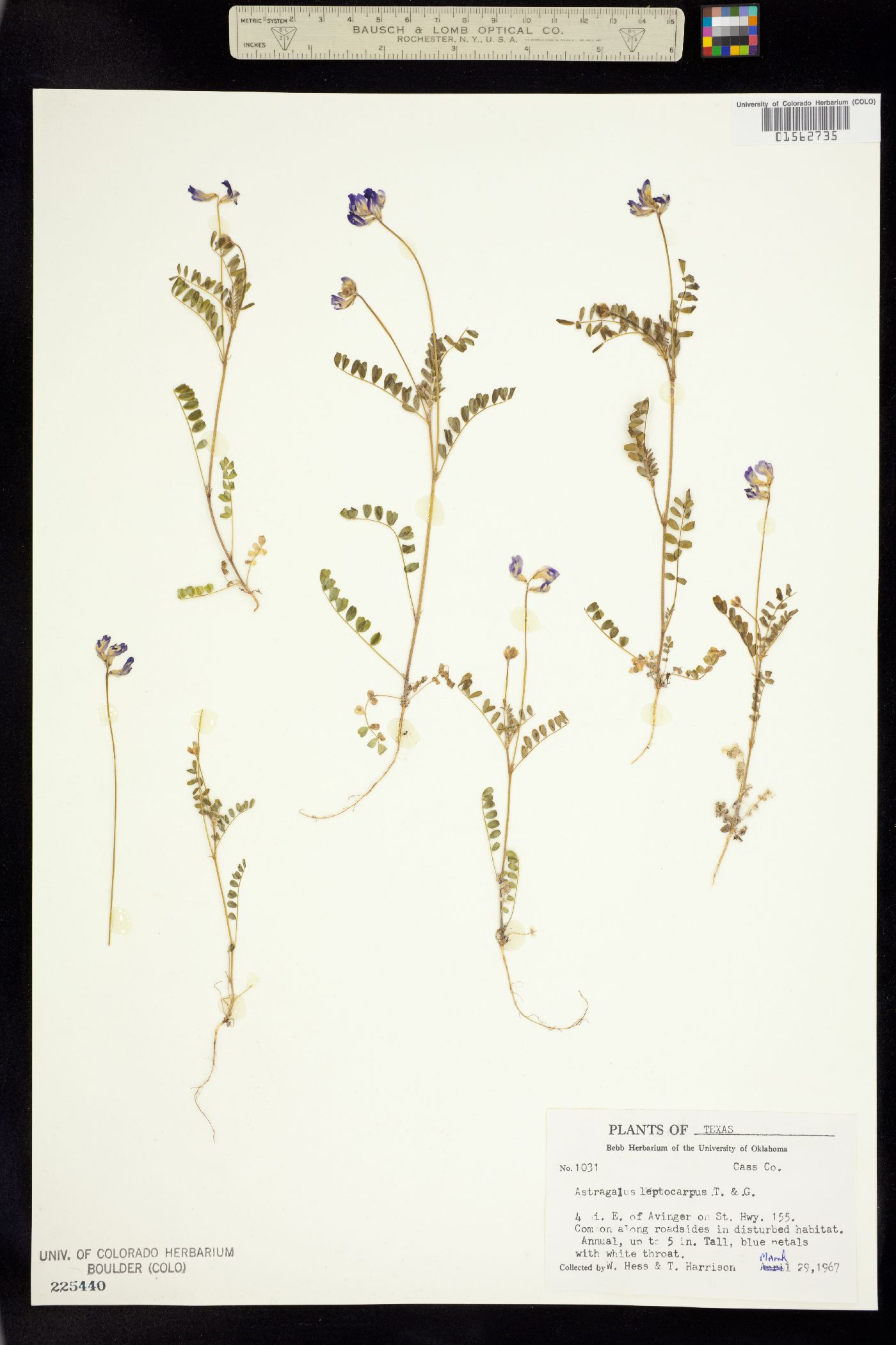 Astragalus leptocarpus image