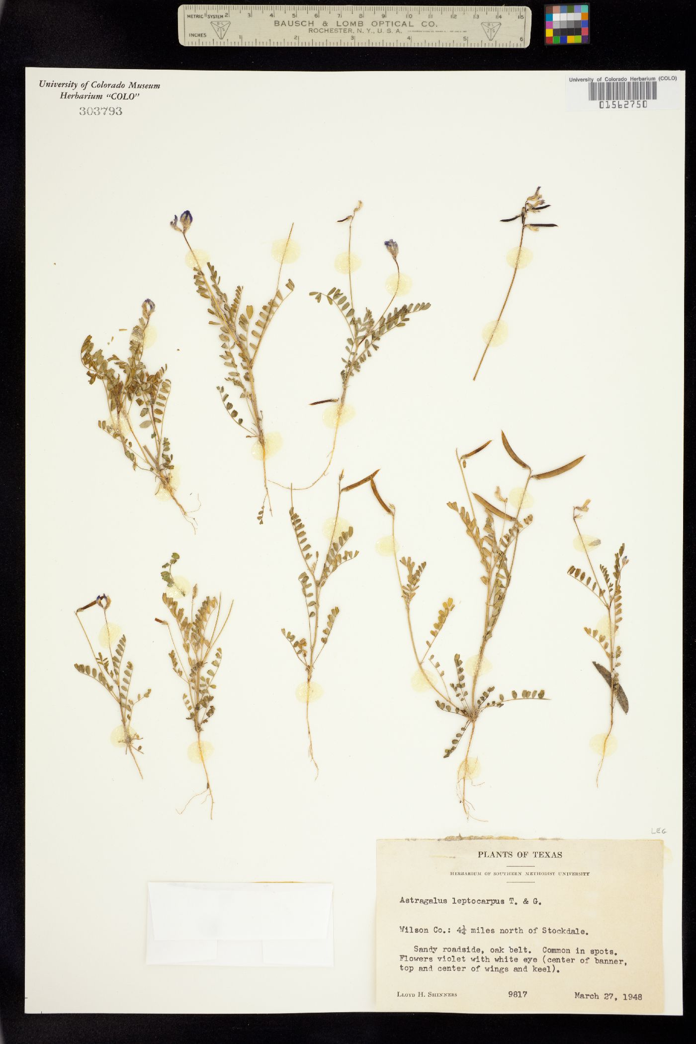 Astragalus leptocarpus image