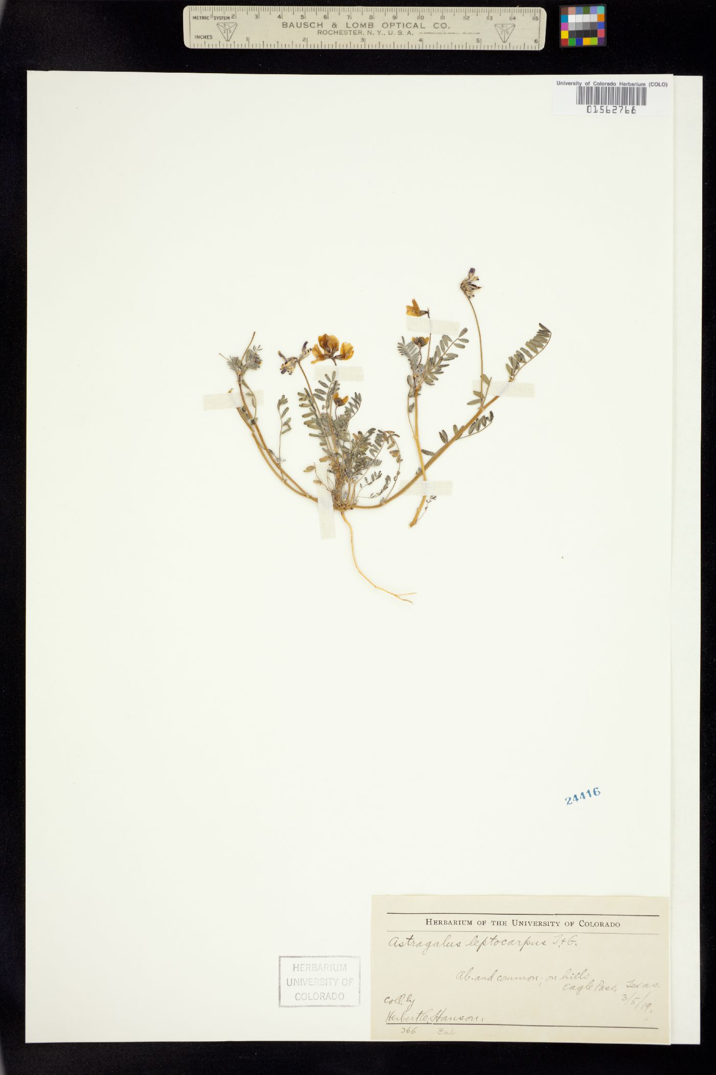 Astragalus leptocarpus image