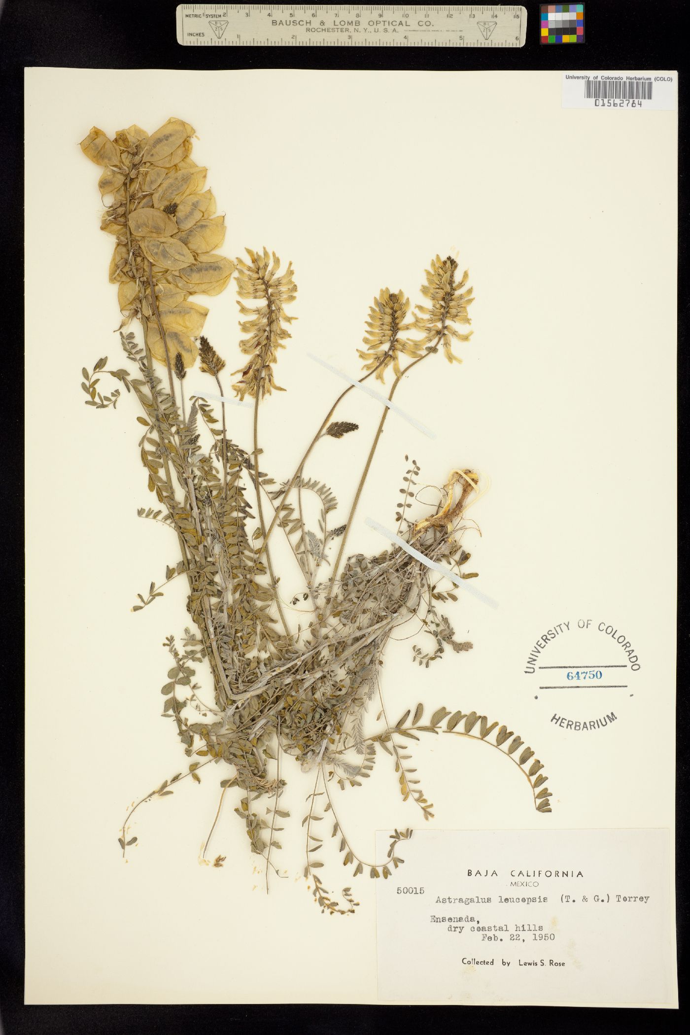 Astragalus trichopodus var. lonchus image