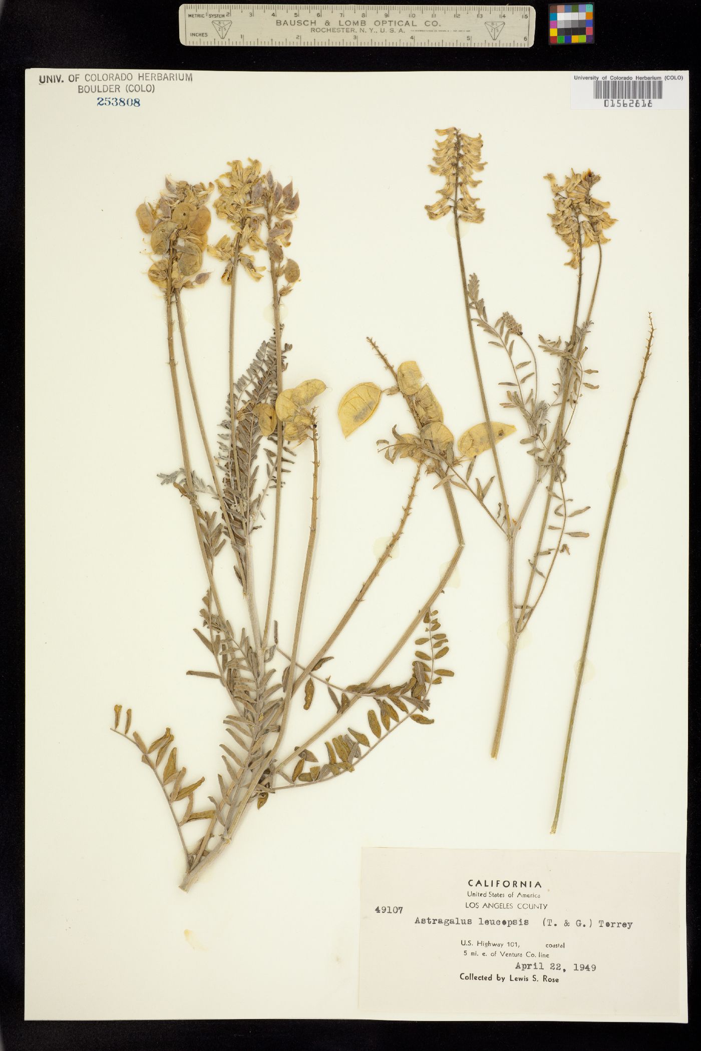 Astragalus trichopodus image