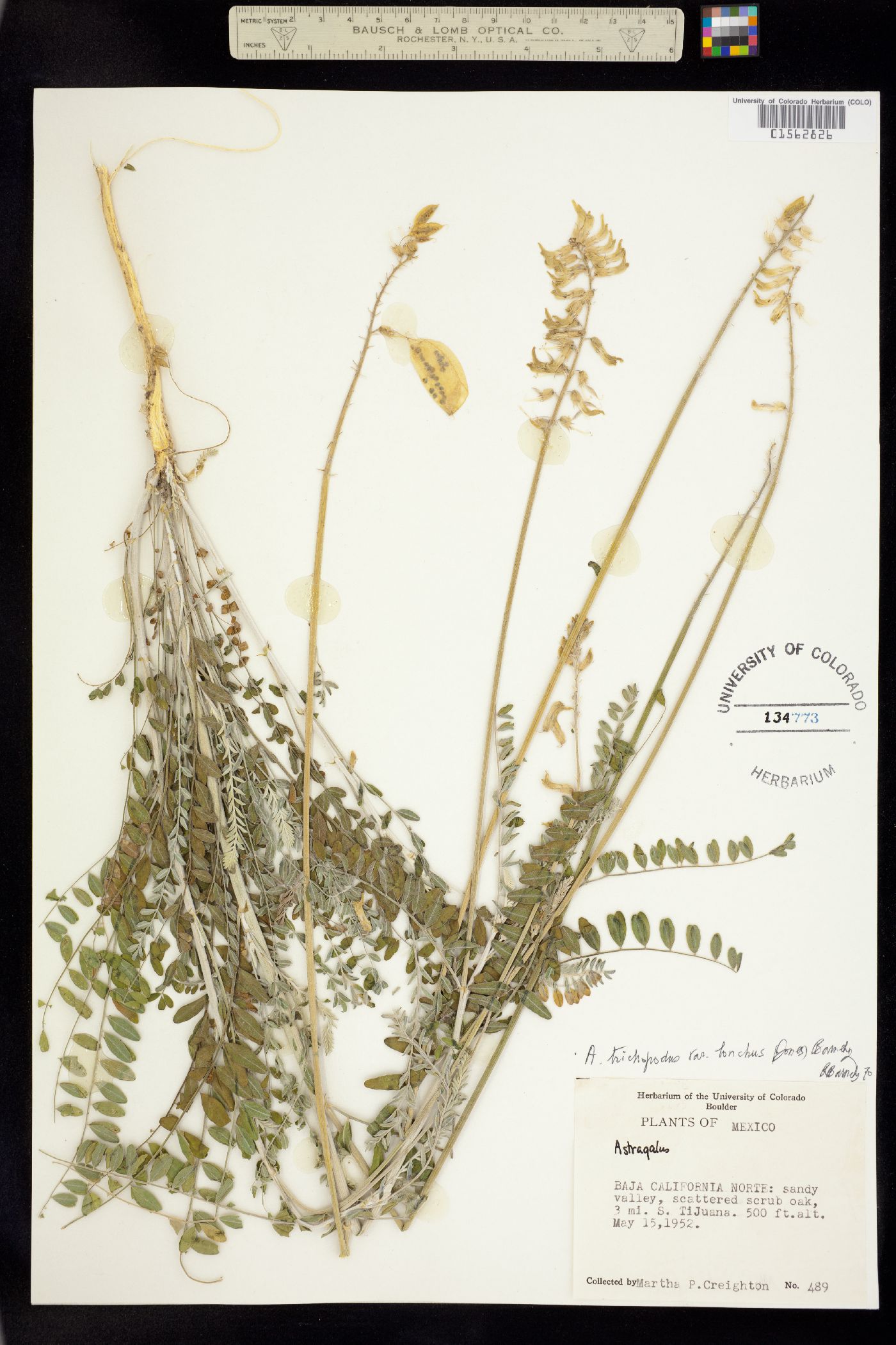 Astragalus trichopodus image