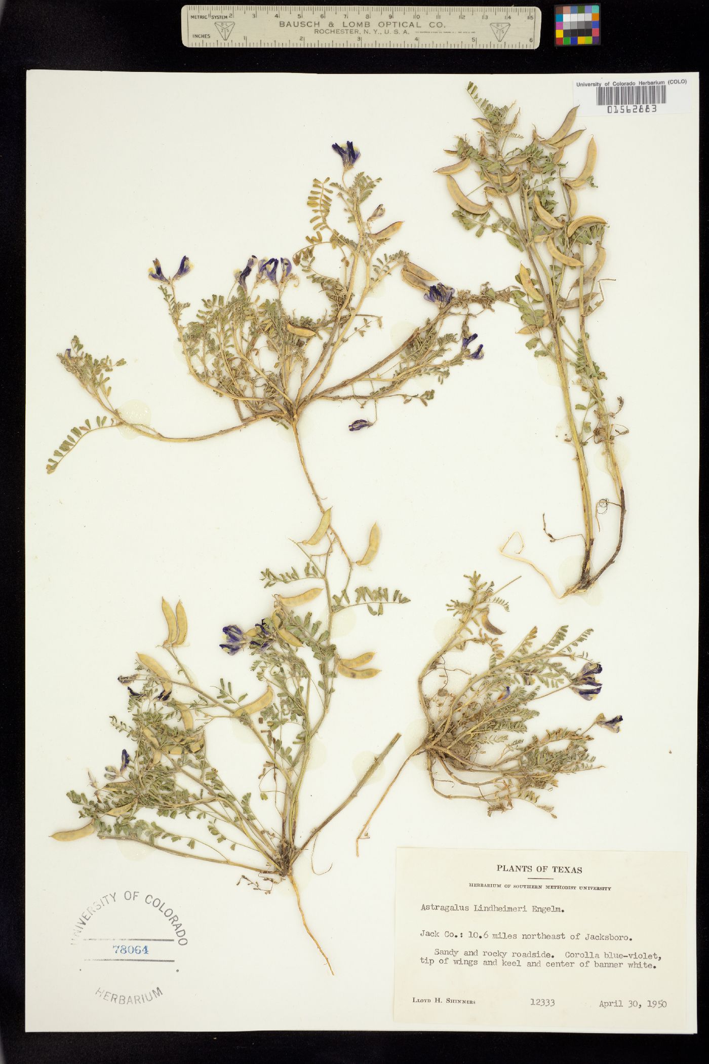 Astragalus lindheimeri image