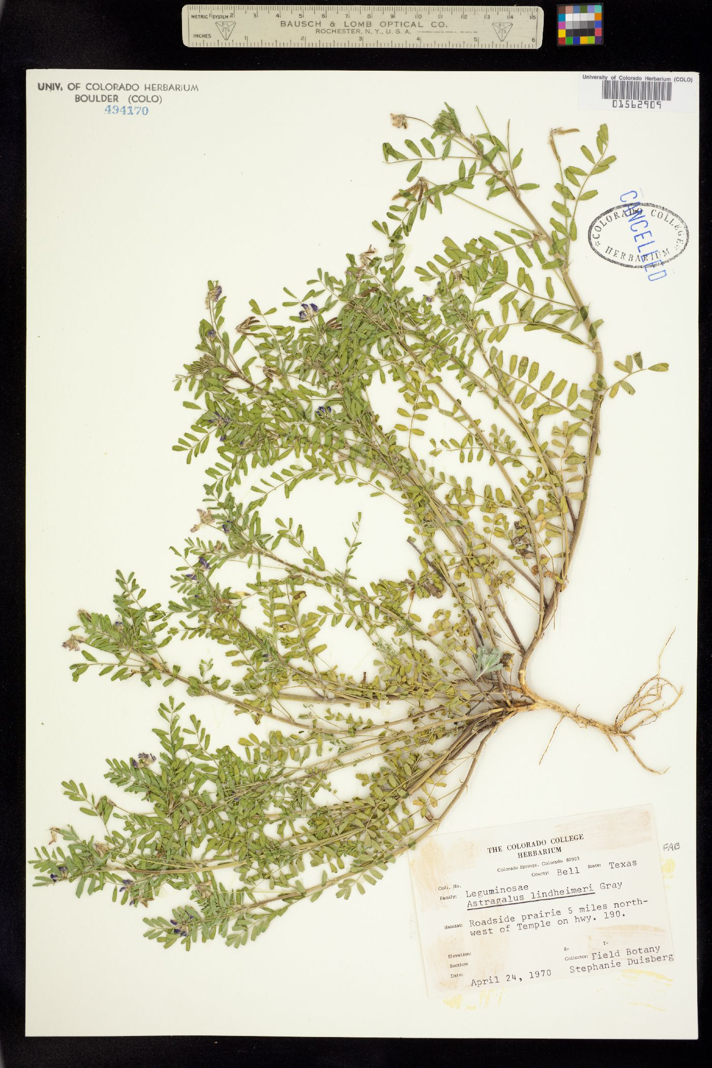 Astragalus lindheimeri image