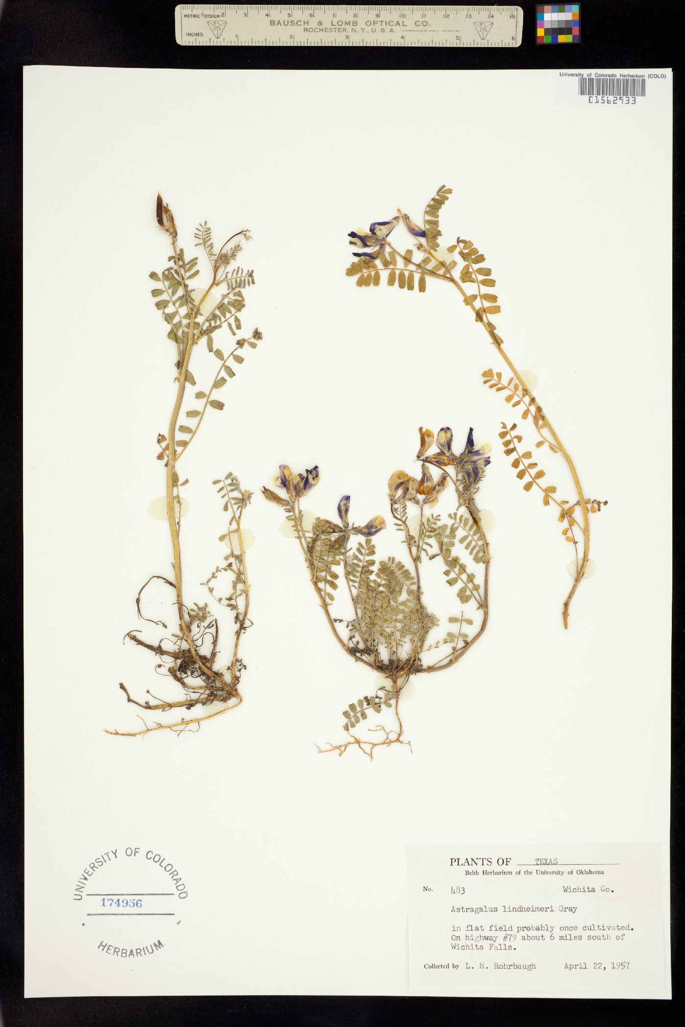 Astragalus lindheimeri image