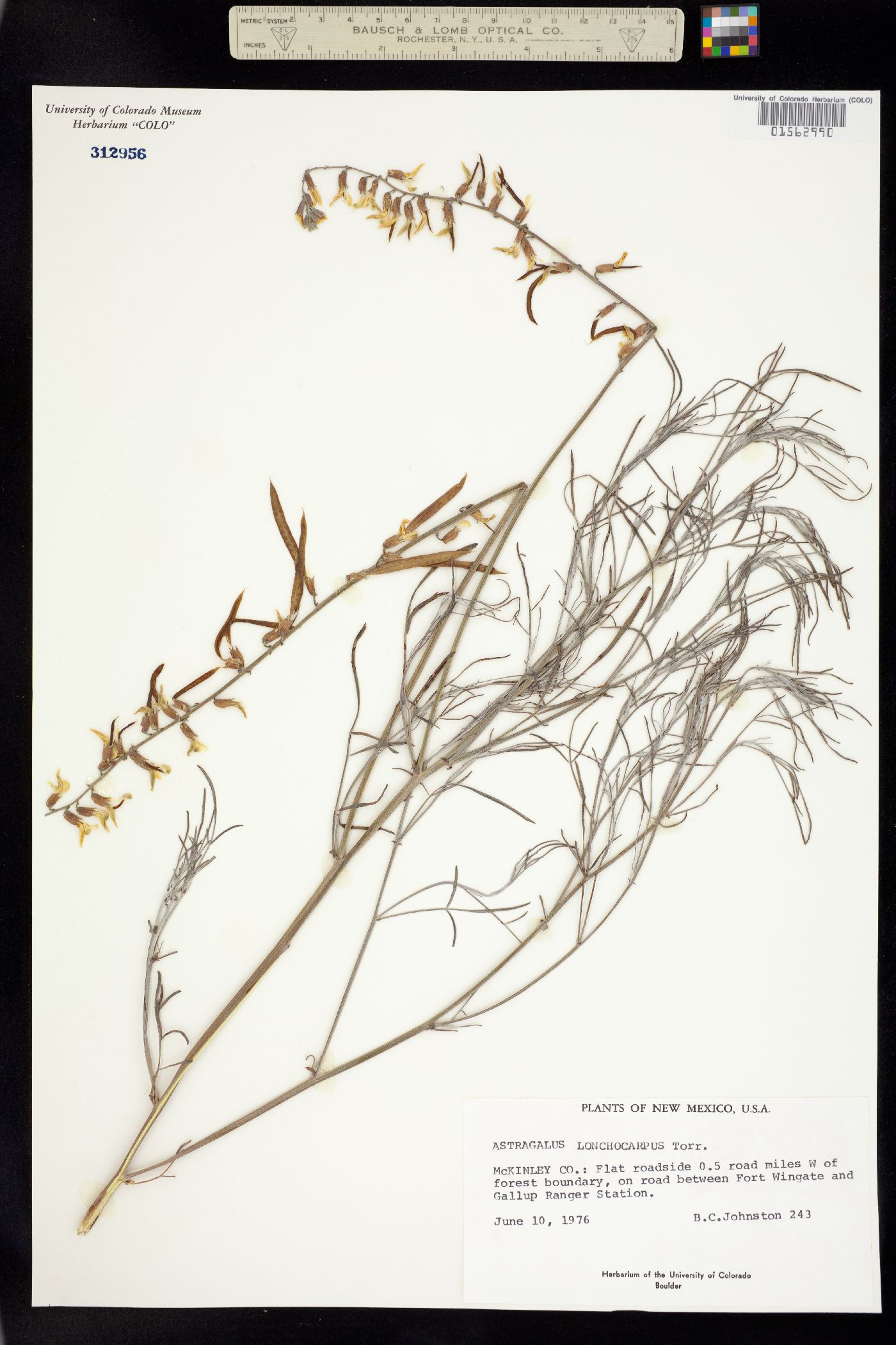 Astragalus lonchocarpus image