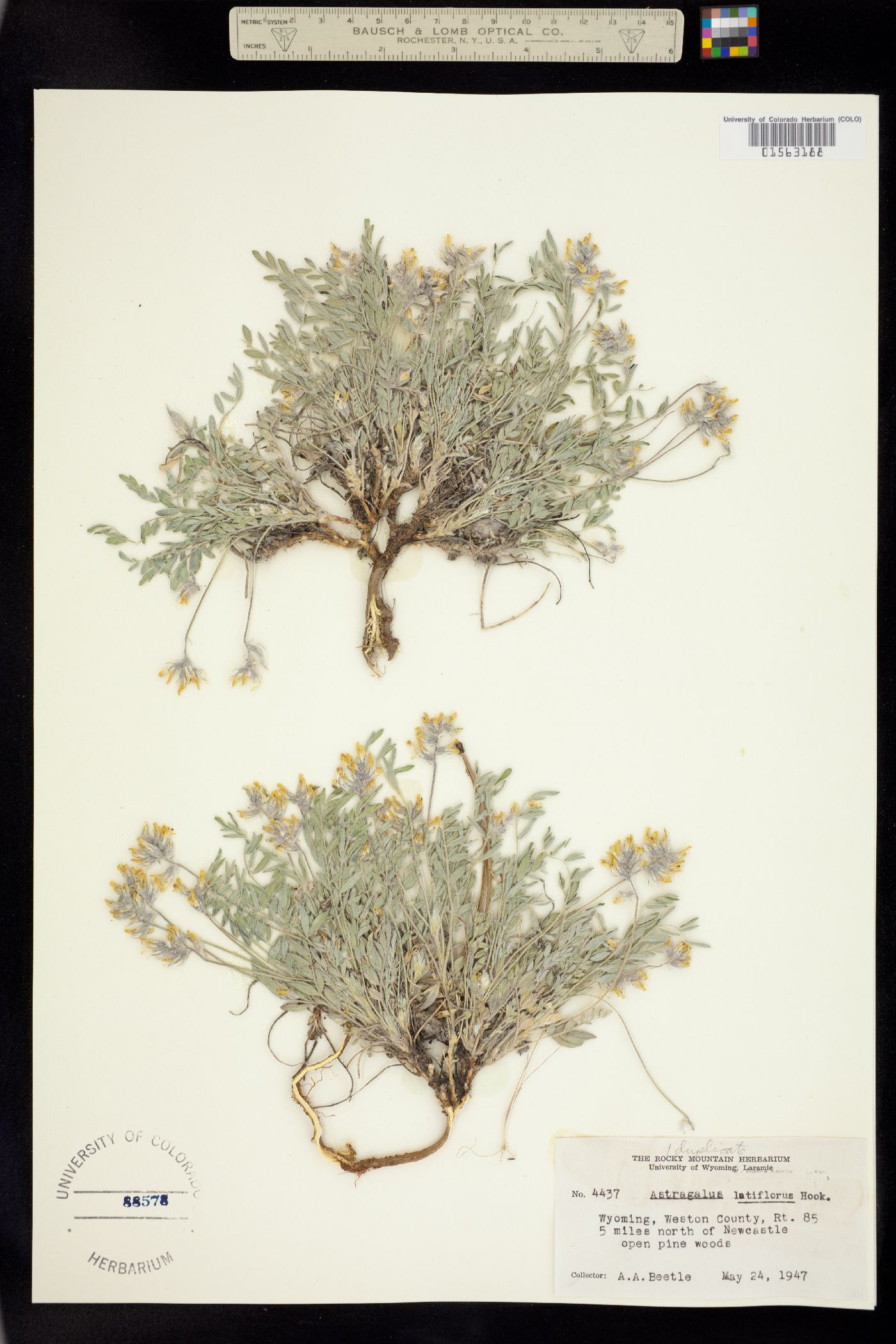 Astragalus lotiflorus image